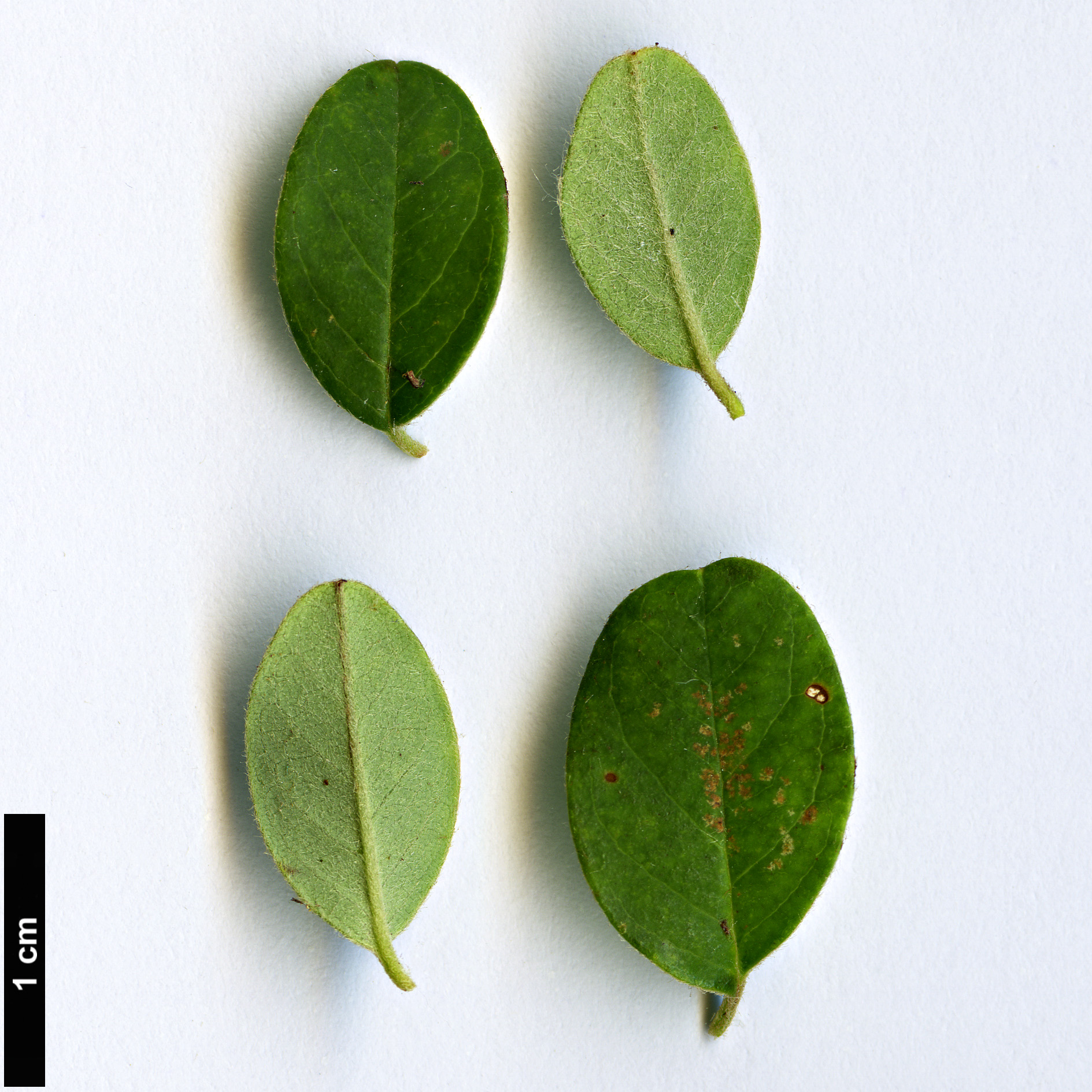 High resolution image: Family: Rosaceae - Genus: Cotoneaster - Taxon: sherriffii High resolution image: Family: Rosaceae - Genus: Cotoneaster - Taxon: sherriffii