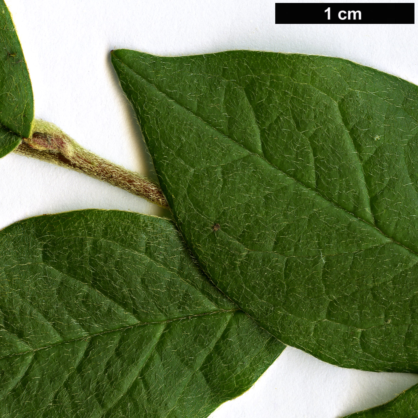 High resolution image: Family: Rosaceae - Genus: Cotoneaster - Taxon: sikangensis High resolution image: Family: Rosaceae - Genus: Cotoneaster - Taxon: sikangensis
