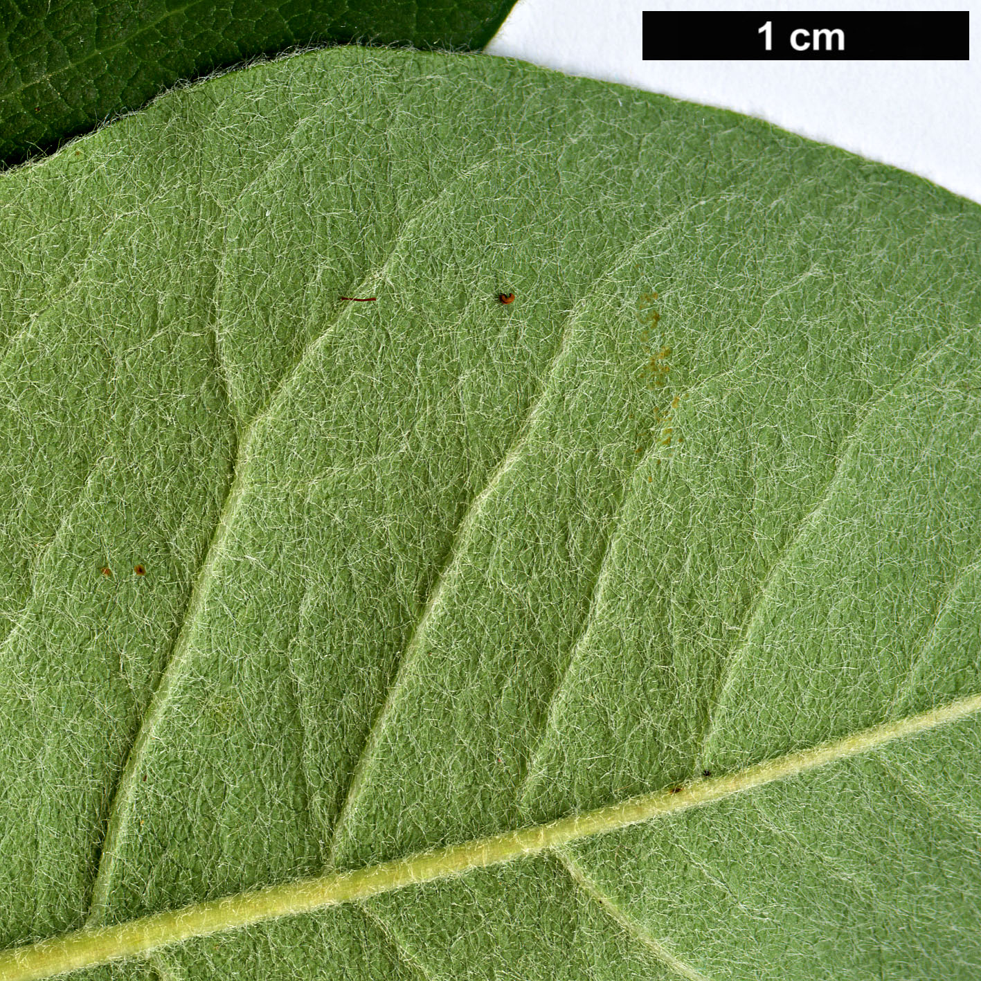 High resolution image: Family: Rosaceae - Genus: Cotoneaster - Taxon: suavis High resolution image: Family: Rosaceae - Genus: Cotoneaster - Taxon: suavis