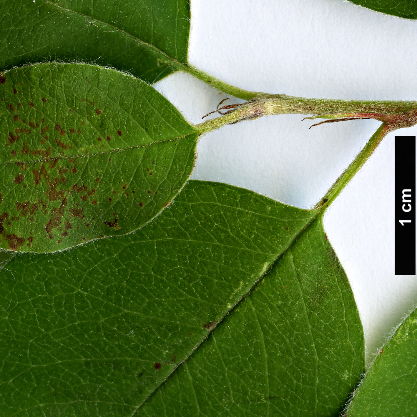 High resolution image: Family: Rosaceae - Genus: Cotoneaster - Taxon: sylvestrii