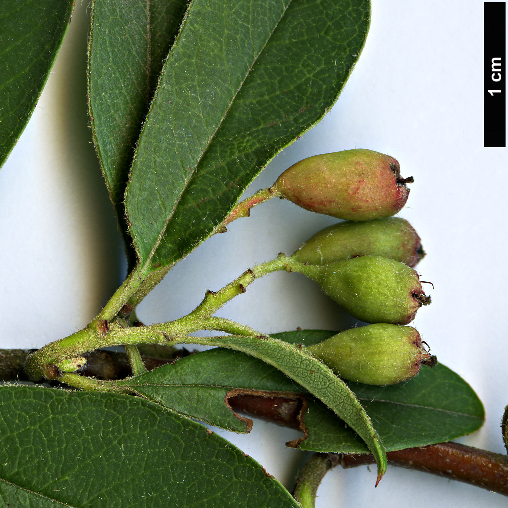 High resolution image: Family: Rosaceae - Genus: Cotoneaster - Taxon: wattii