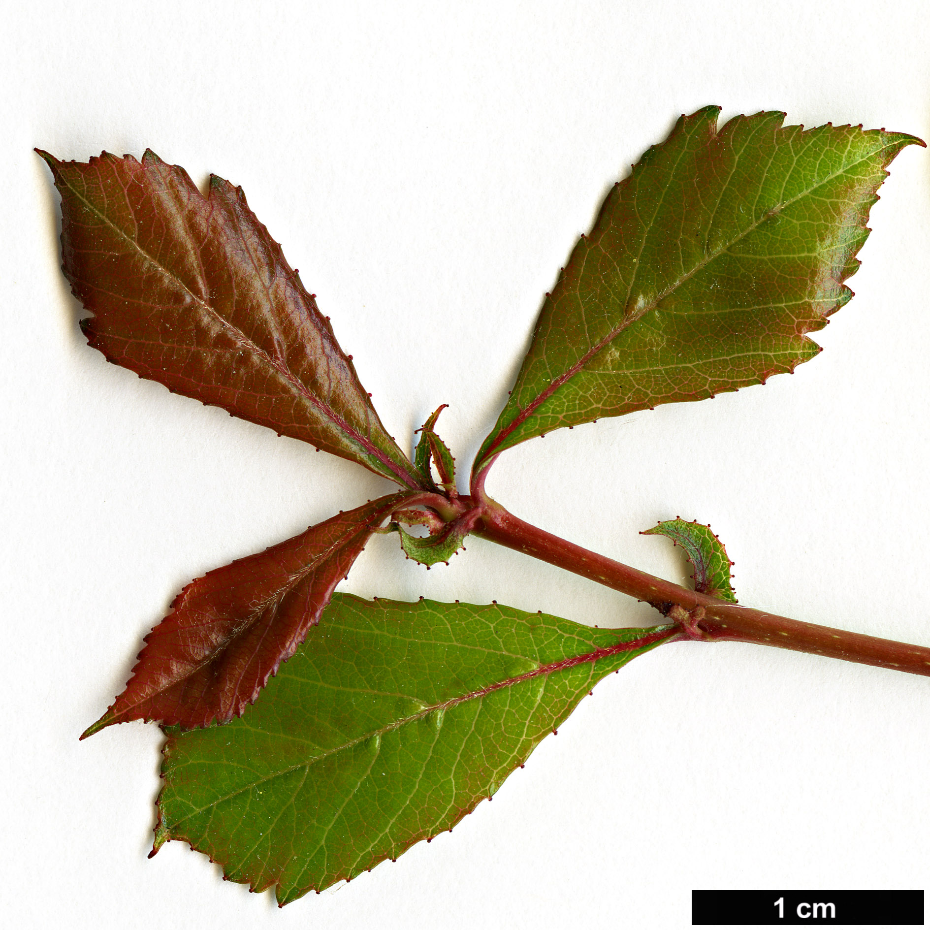 High resolution image: Family: Rosaceae - Genus: Crataegus - Taxon: aestivalis
