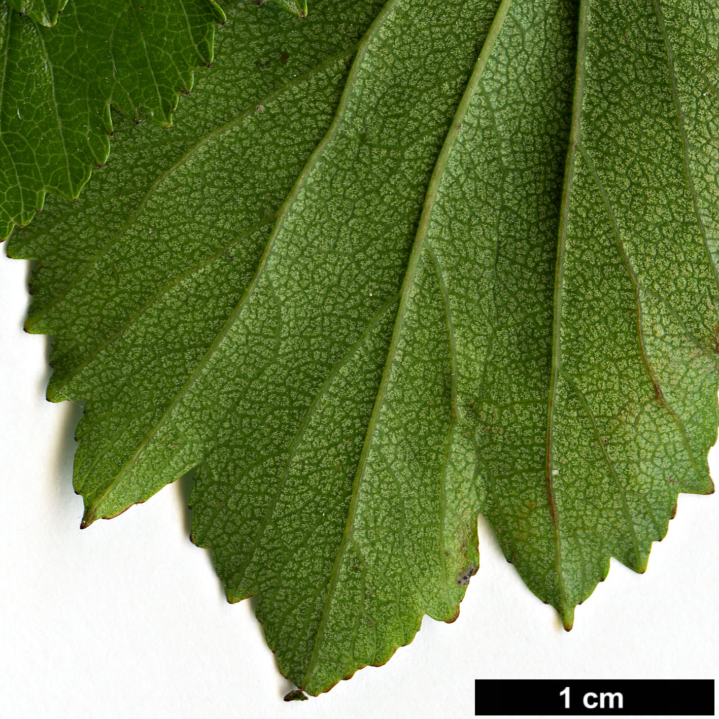 High resolution image: Family: Rosaceae - Genus: Crataegus - Taxon: agrestina