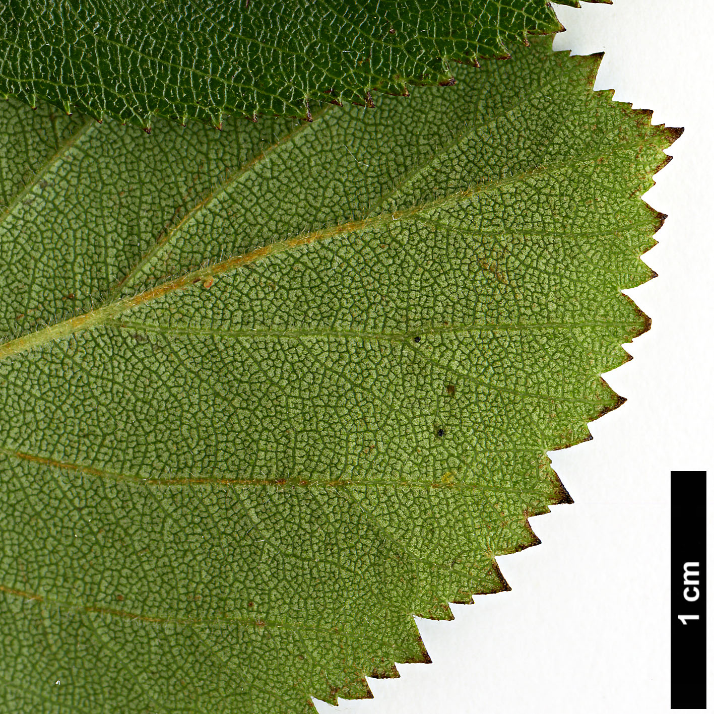 High resolution image: Family: Rosaceae - Genus: Crataegus - Taxon: ashei