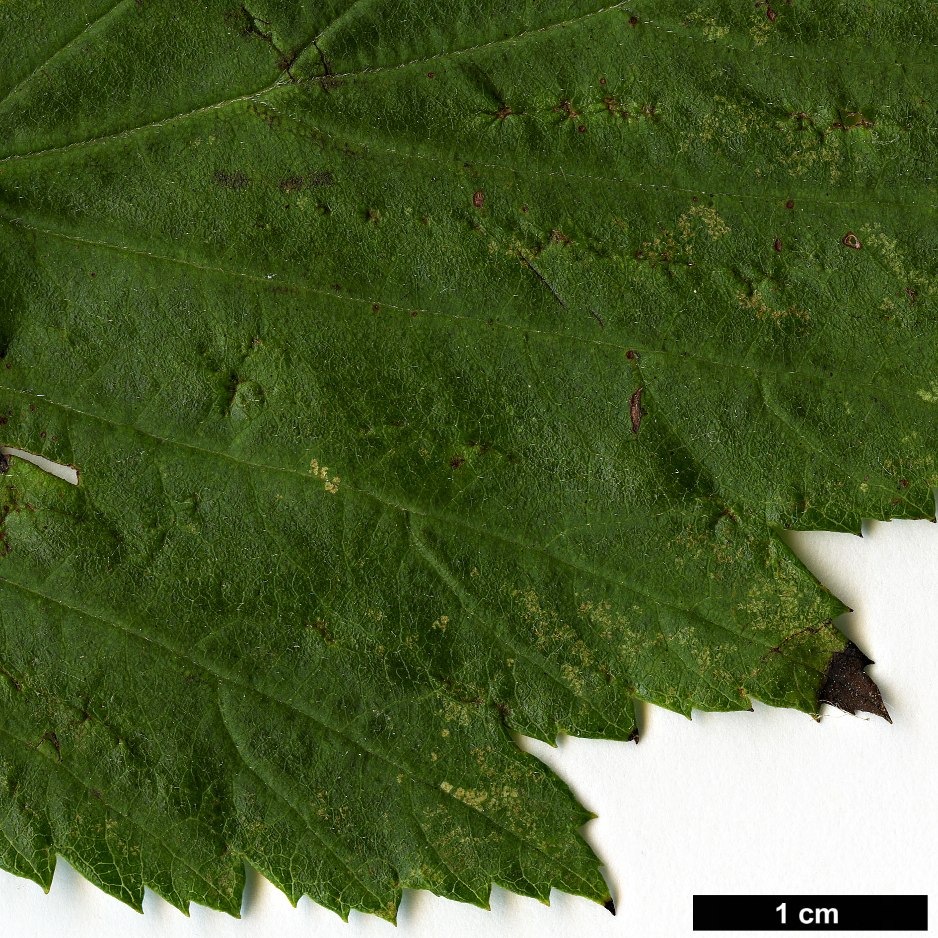 High resolution image: Family: Rosaceae - Genus: Crataegus - Taxon: calpodendron