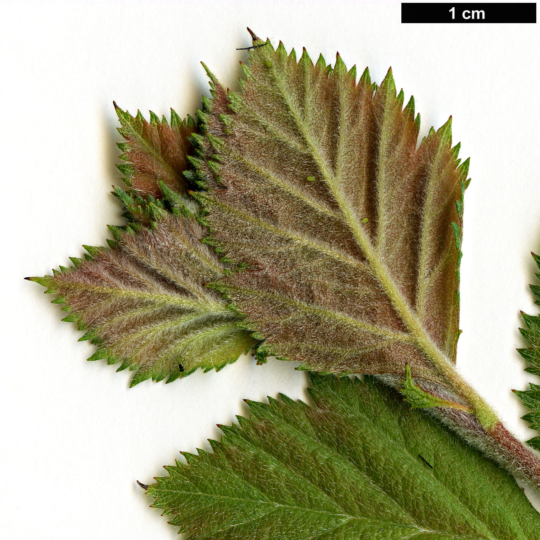 High resolution image: Family: Rosaceae - Genus: Crataegus - Taxon: calpodendron