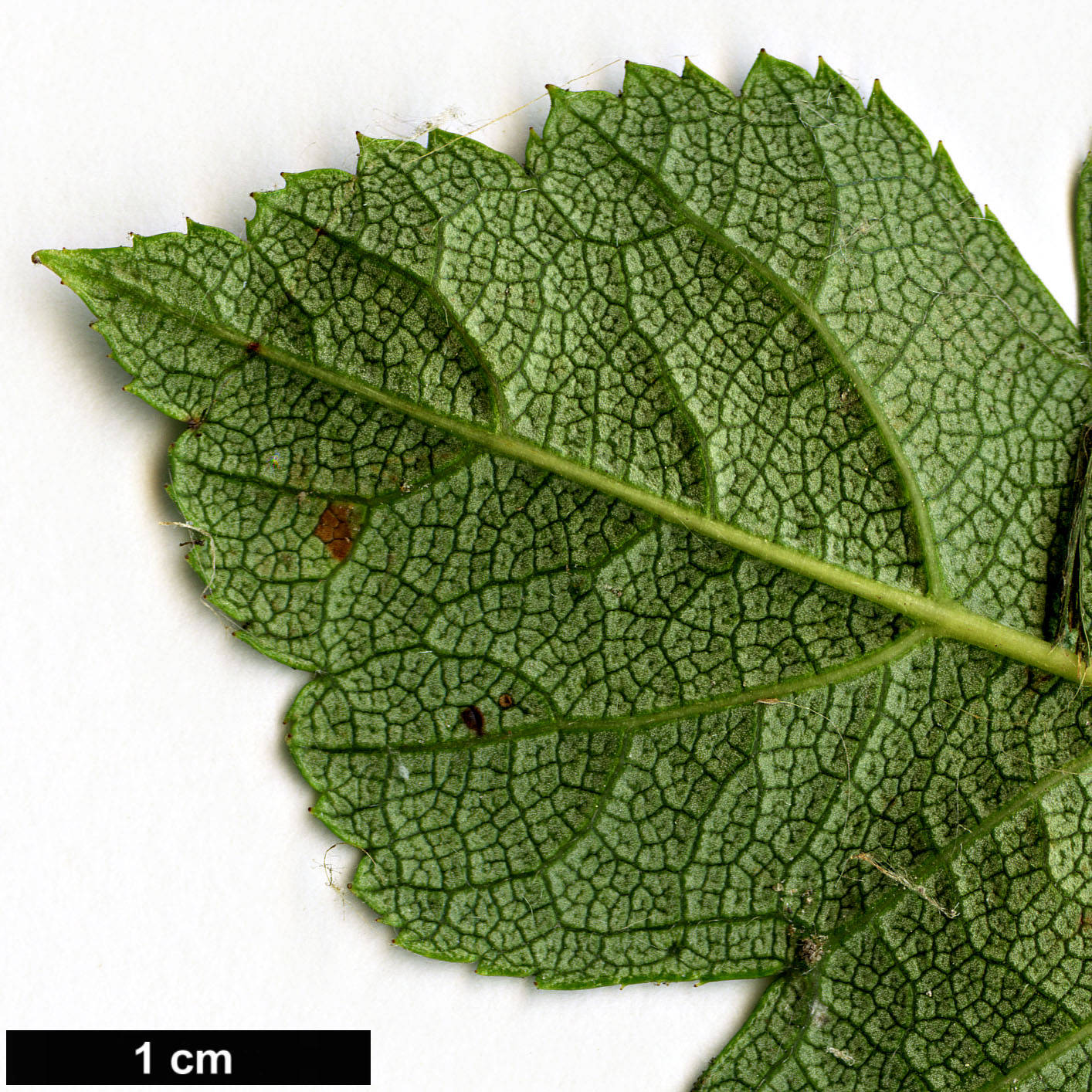 High resolution image: Family: Rosaceae - Genus: Crataegus - Taxon: chungtienensis