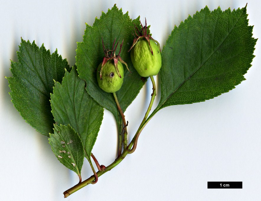 High resolution image: Family: Rosaceae - Genus: Crataegus - Taxon: coccinea High resolution image: Family: Rosaceae - Genus: Crataegus - Taxon: coccinea
