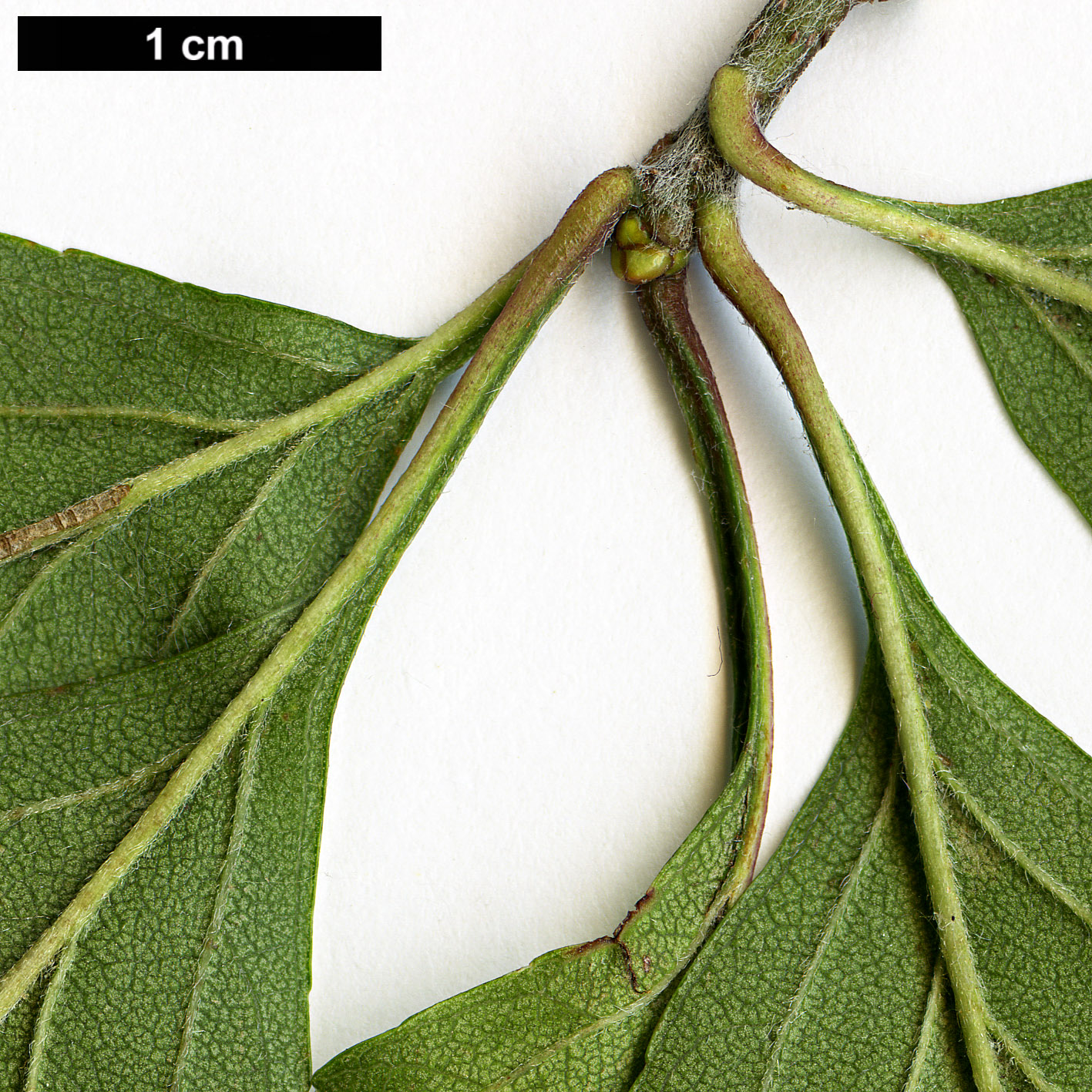 High resolution image: Family: Rosaceae - Genus: Crataegus - Taxon: collina