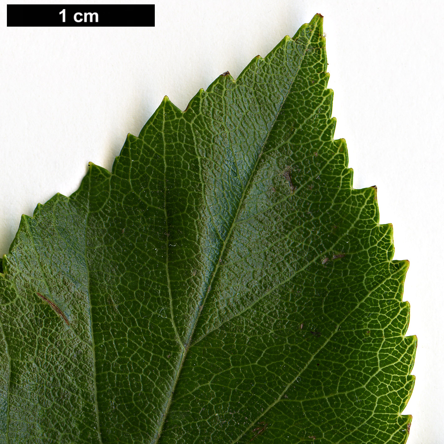 High resolution image: Family: Rosaceae - Genus: Crataegus - Taxon: crus-galli