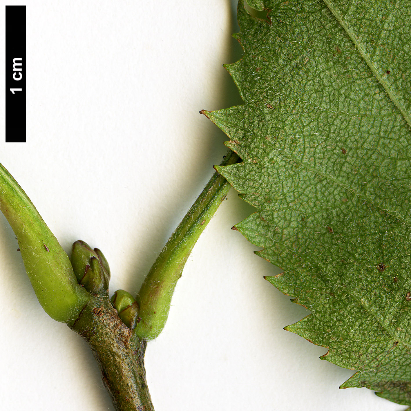 High resolution image: Family: Rosaceae - Genus: Crataegus - Taxon: flabellata