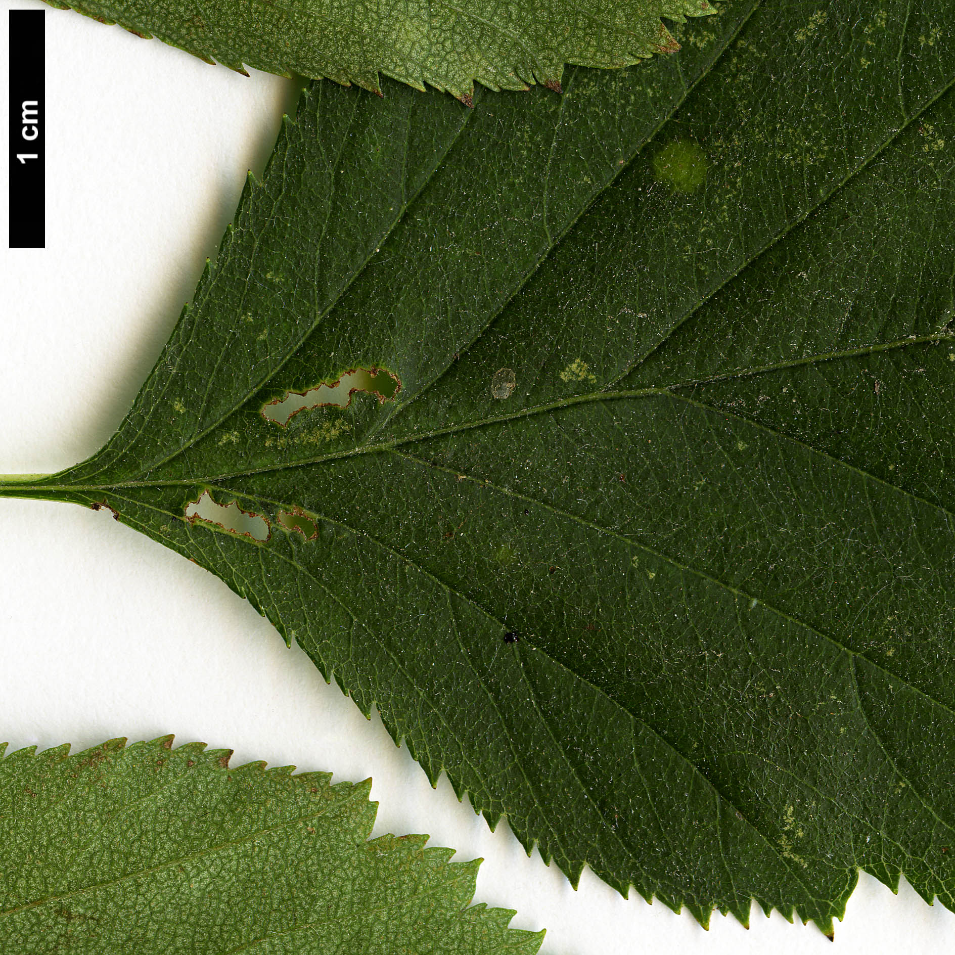 High resolution image: Family: Rosaceae - Genus: Crataegus - Taxon: irrasa