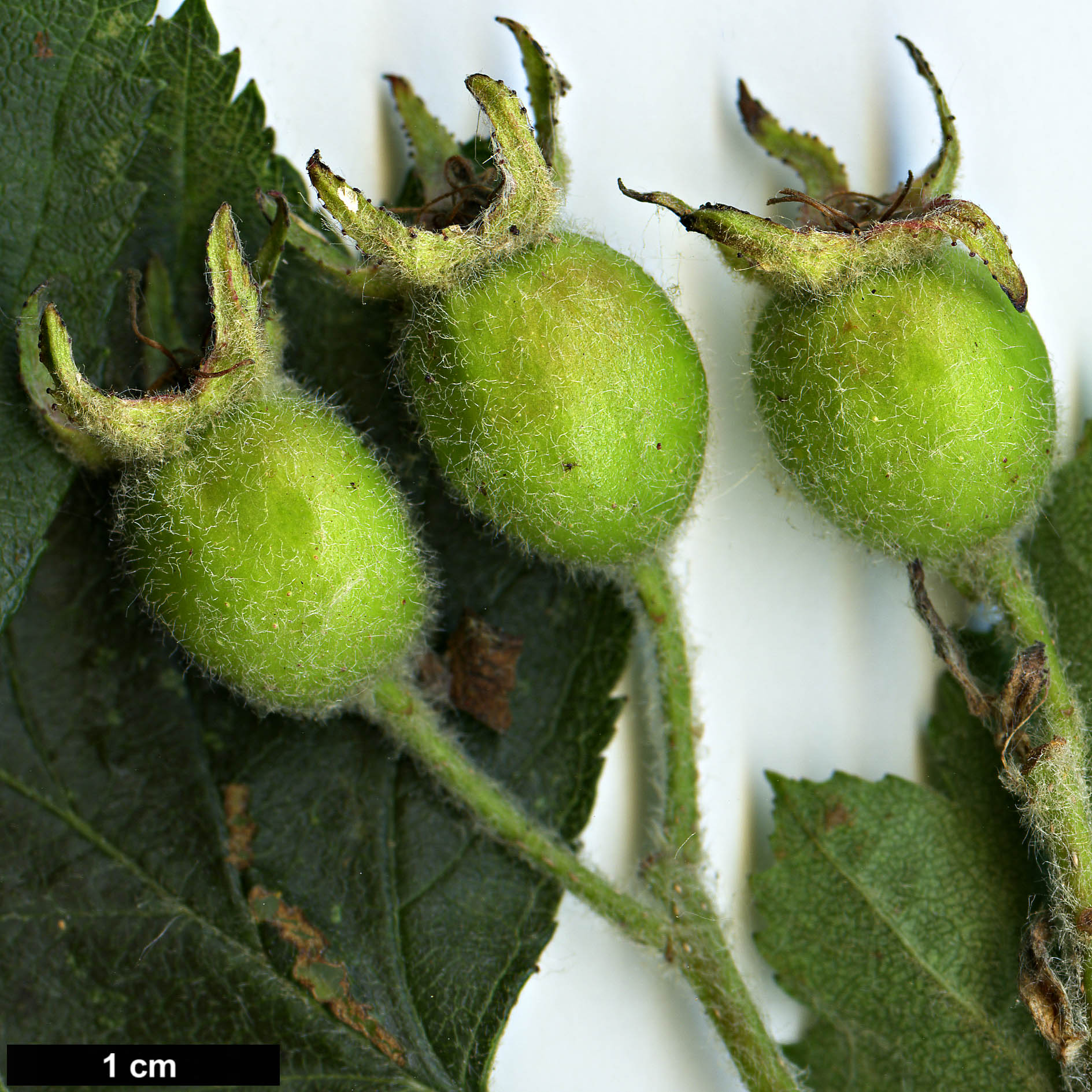 High resolution image: Family: Rosaceae - Genus: Crataegus - Taxon: jonesiae