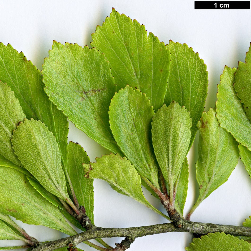High resolution image: Family: Rosaceae - Genus: Crataegus - Taxon: lassa