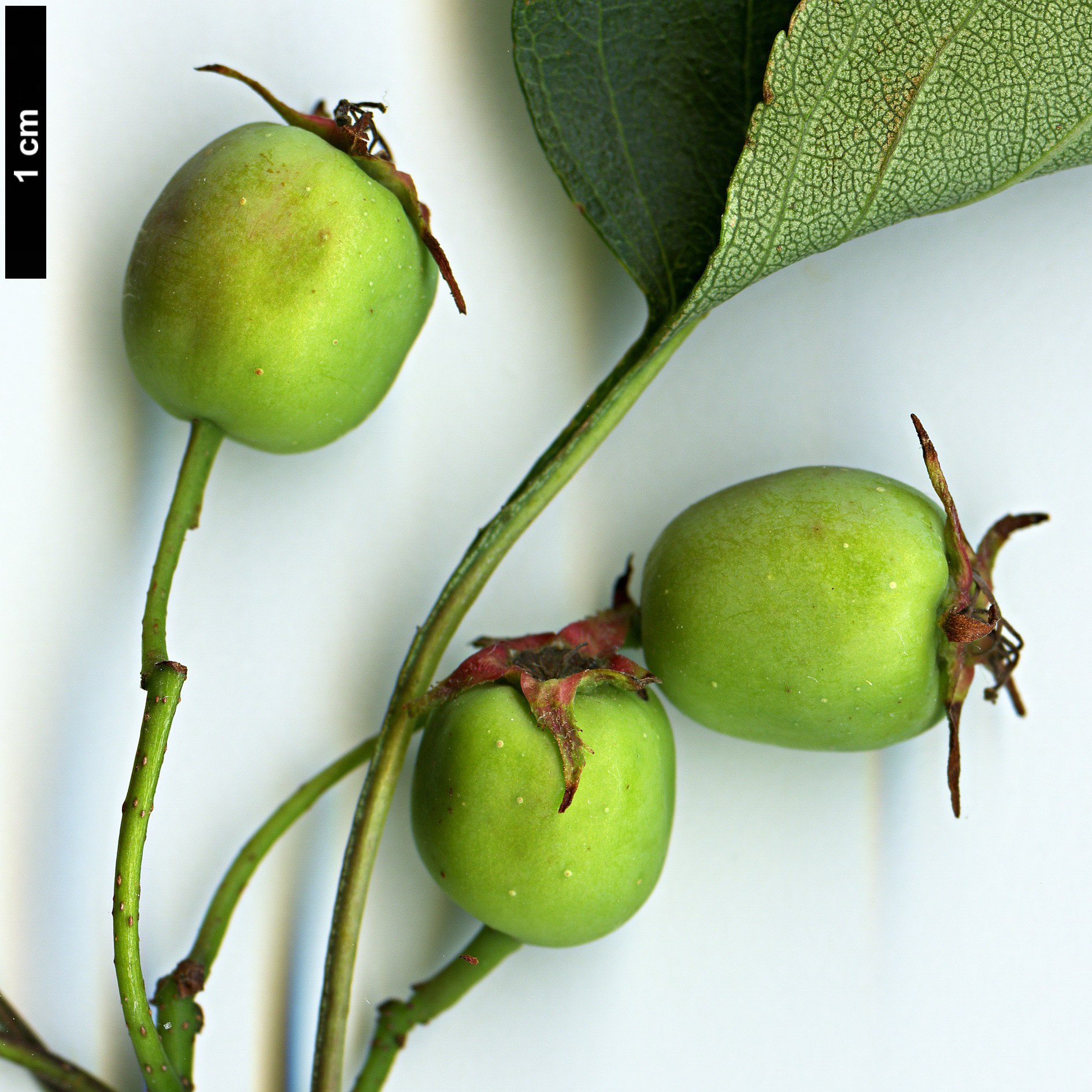 High resolution image: Family: Rosaceae - Genus: Crataegus - Taxon: macrosperma