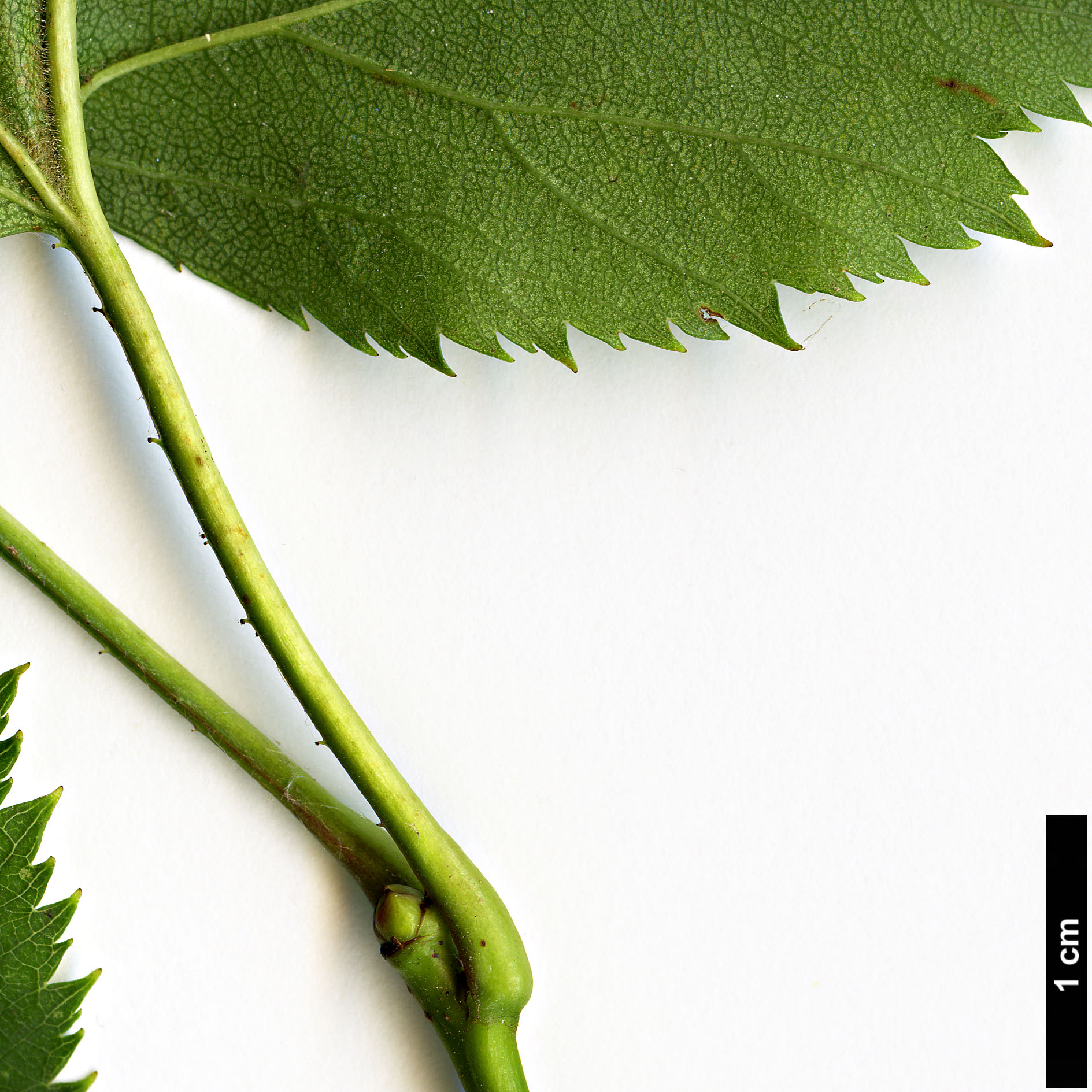 High resolution image: Family: Rosaceae - Genus: Crataegus - Taxon: mollis