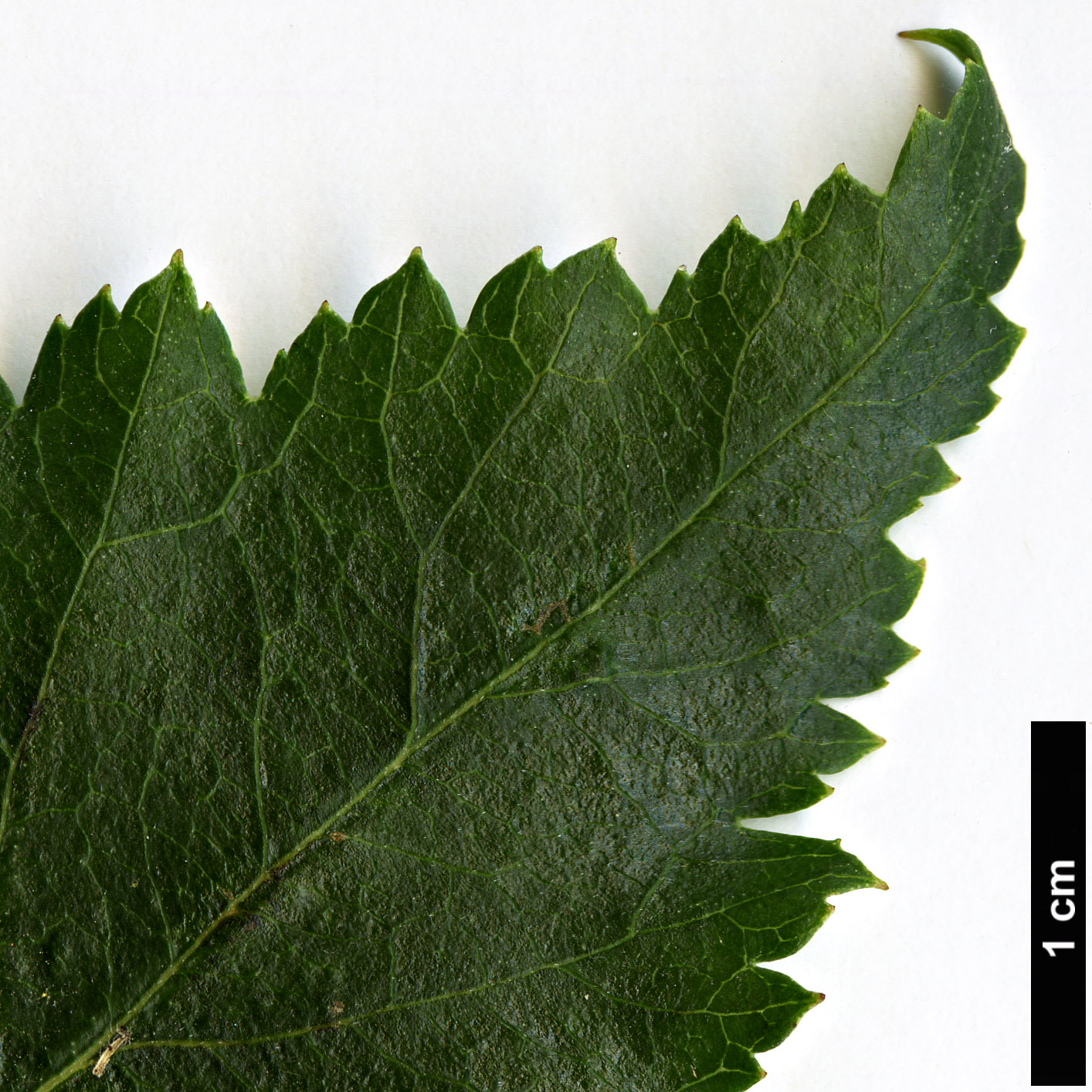 High resolution image: Family: Rosaceae - Genus: Crataegus - Taxon: pequotorum