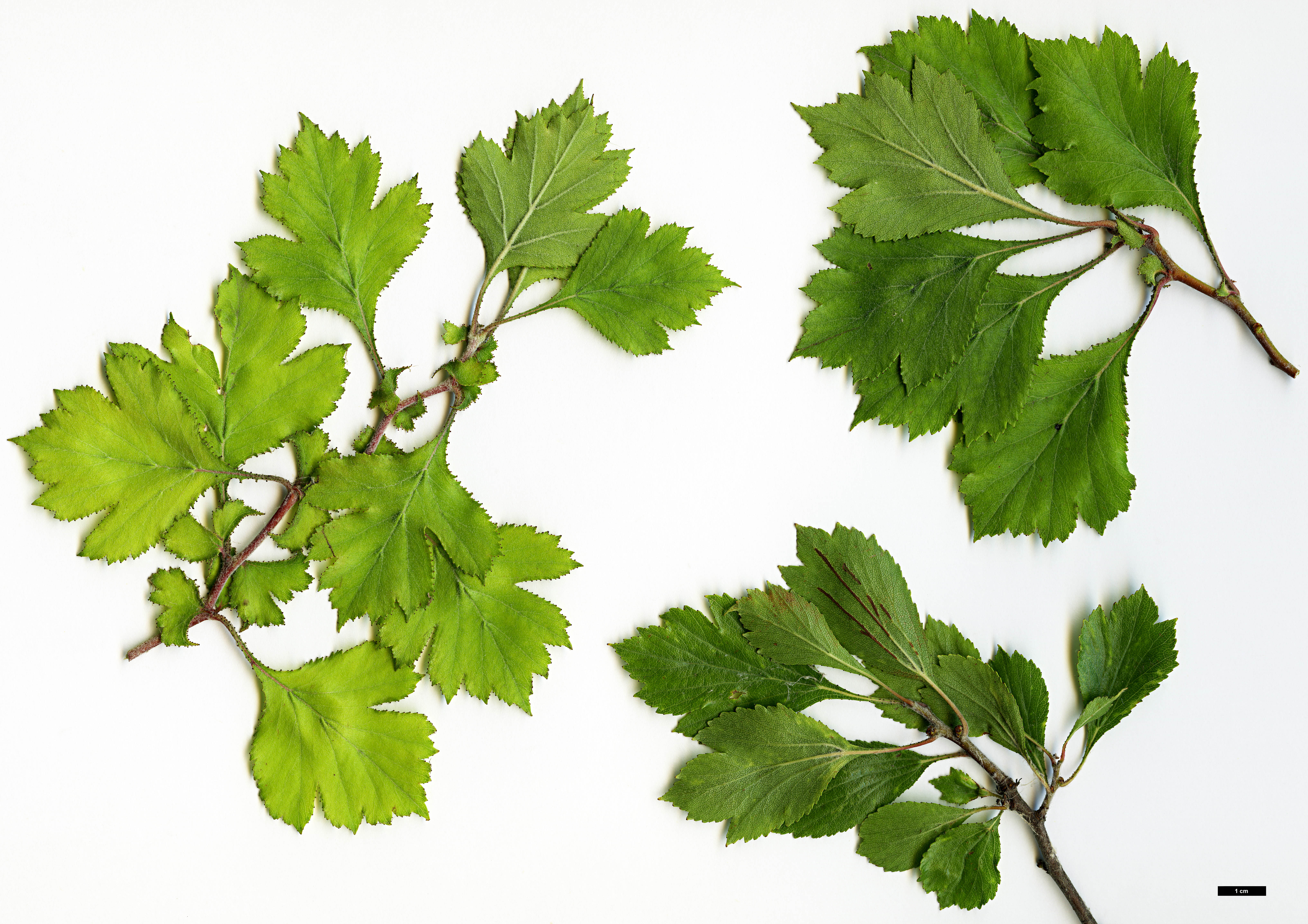 High resolution image: Family: Rosaceae - Genus: Crataegus - Taxon: senta High resolution image: Family: Rosaceae - Genus: Crataegus - Taxon: senta