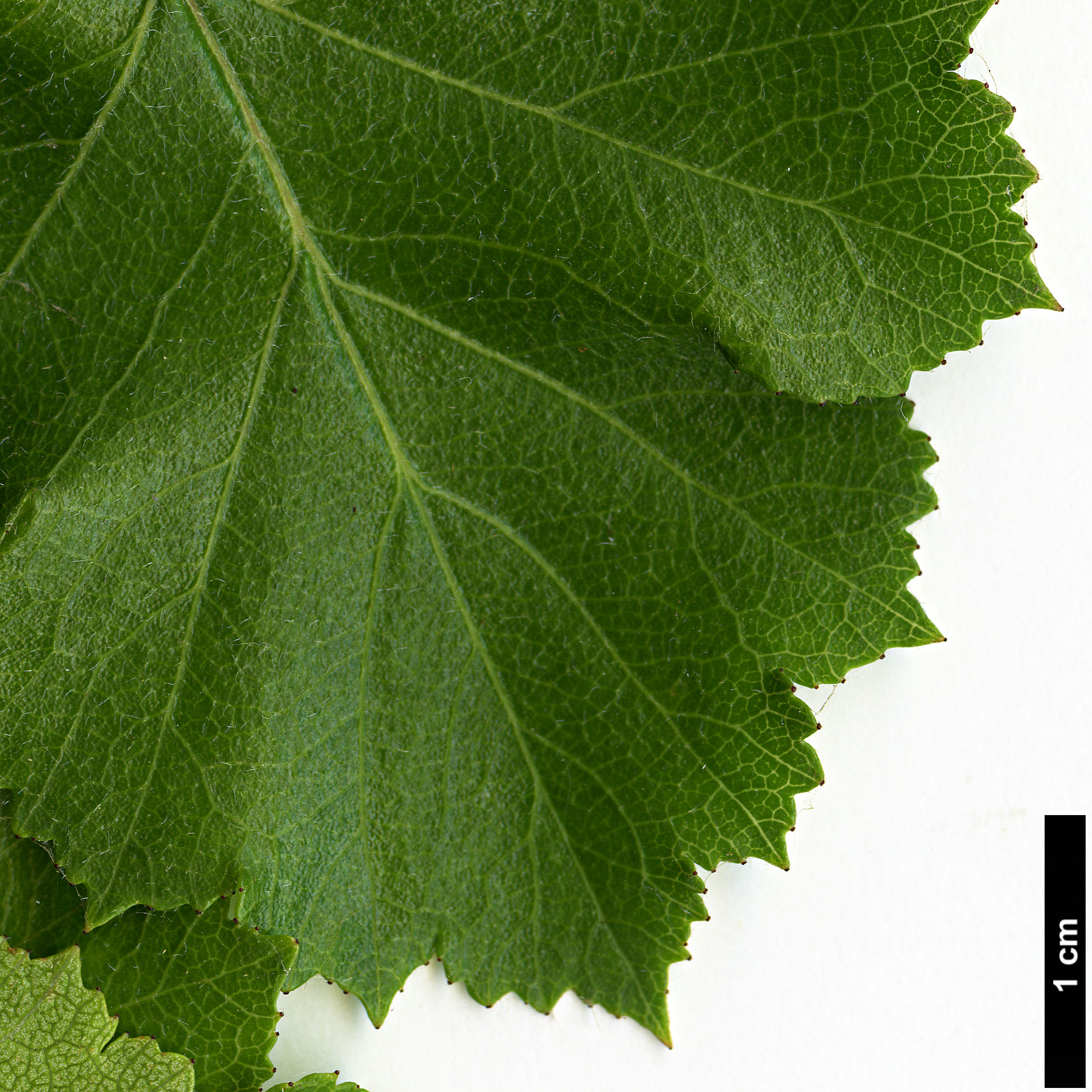 High resolution image: Family: Rosaceae - Genus: Crataegus - Taxon: sororia