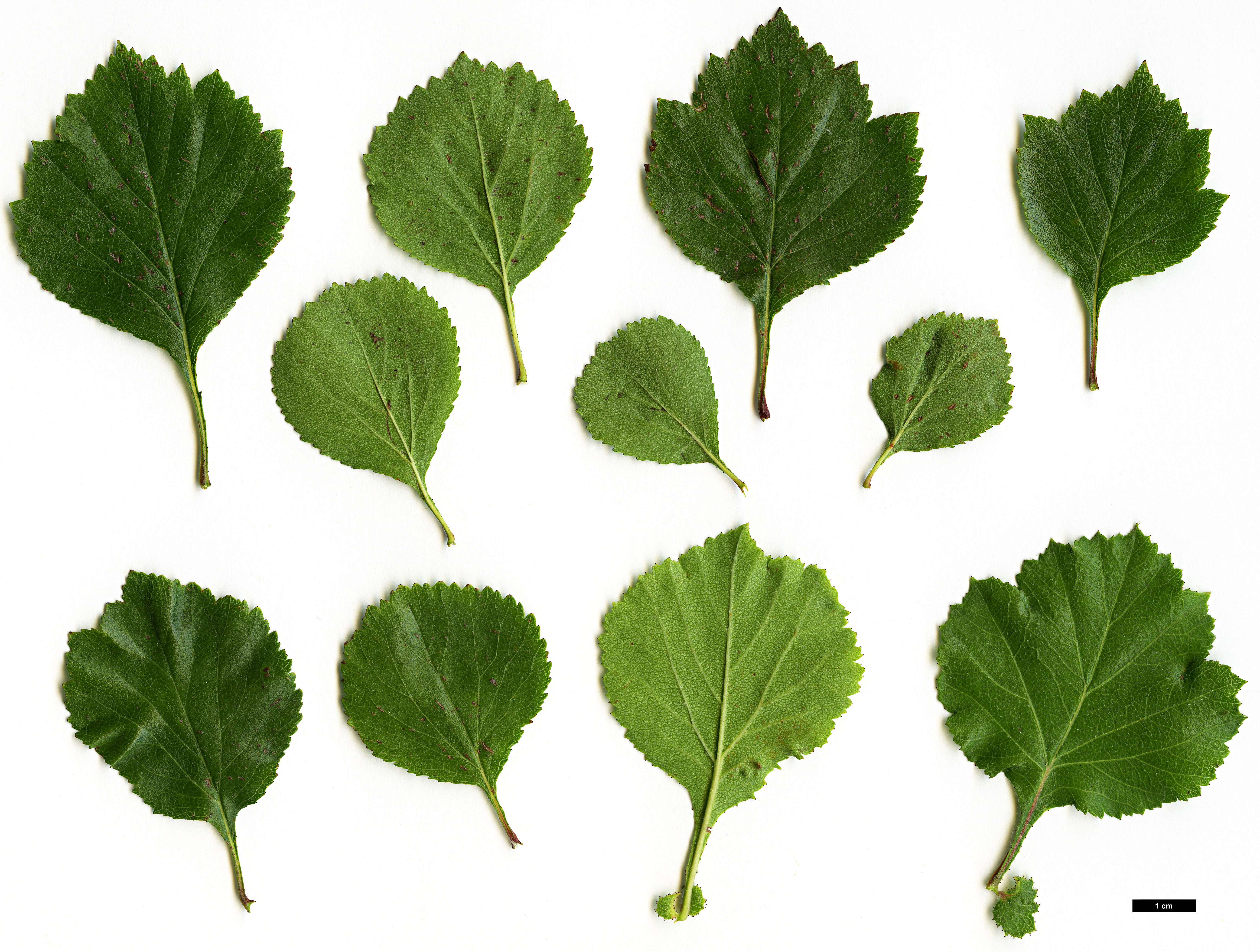 High resolution image: Family: Rosaceae - Genus: Crataegus - Taxon: sororia