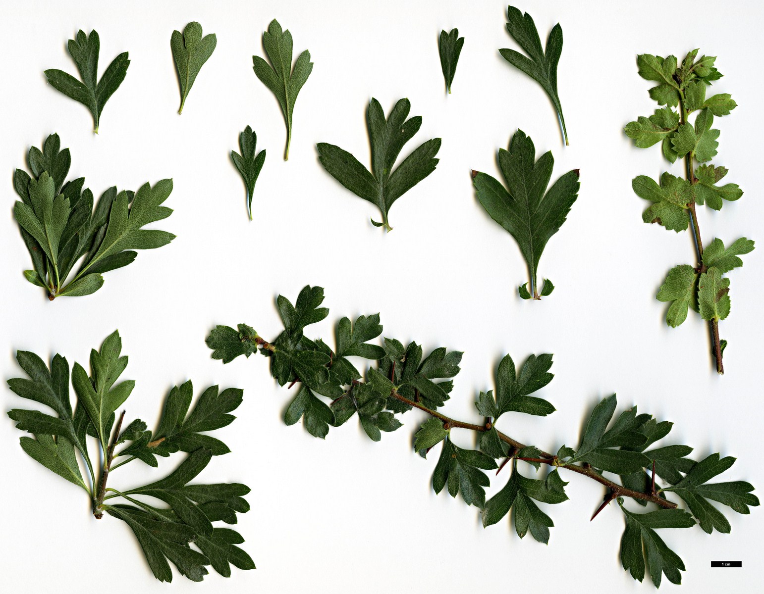 High resolution image: Family: Rosaceae - Genus: Crataegus - Taxon: sphaenophylla