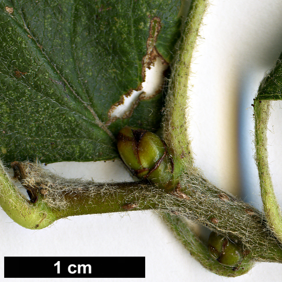 High resolution image: Family: Rosaceae - Genus: Crataegus - Taxon: submollis High resolution image: Family: Rosaceae - Genus: Crataegus - Taxon: submollis