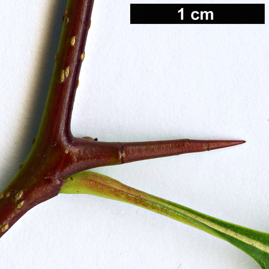 High resolution image: Family: Rosaceae - Genus: Crataegus - Taxon: suksdorfii