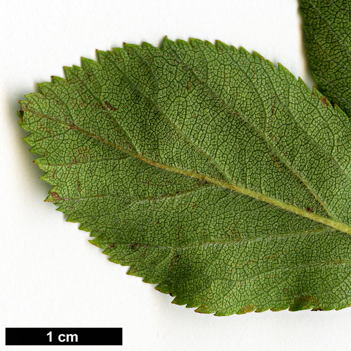 High resolution image: Family: Rosaceae - Genus: Crataegus - Taxon: tracyi High resolution image: Family: Rosaceae - Genus: Crataegus - Taxon: tracyi