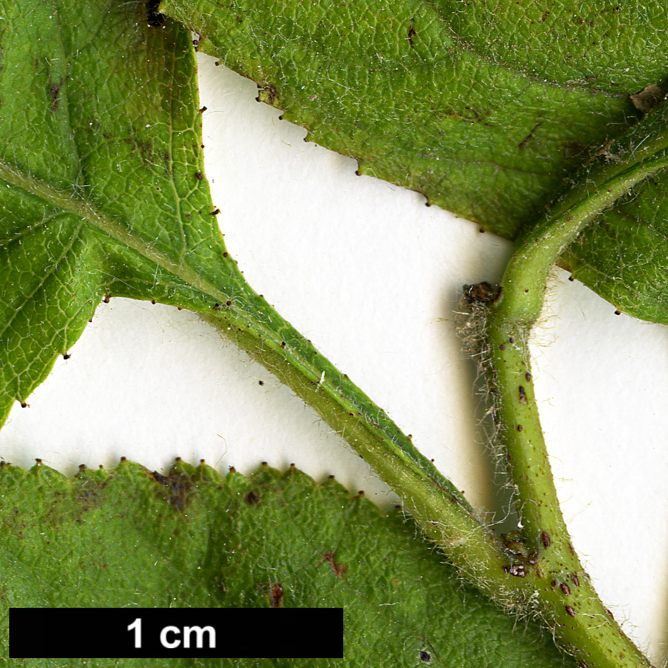 High resolution image: Family: Rosaceae - Genus: Crataegus - Taxon: triflora High resolution image: Family: Rosaceae - Genus: Crataegus - Taxon: triflora