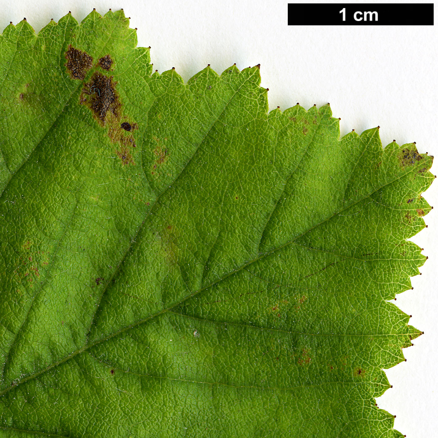 High resolution image: Family: Rosaceae - Genus: Crataegus - Taxon: triflora High resolution image: Family: Rosaceae - Genus: Crataegus - Taxon: triflora
