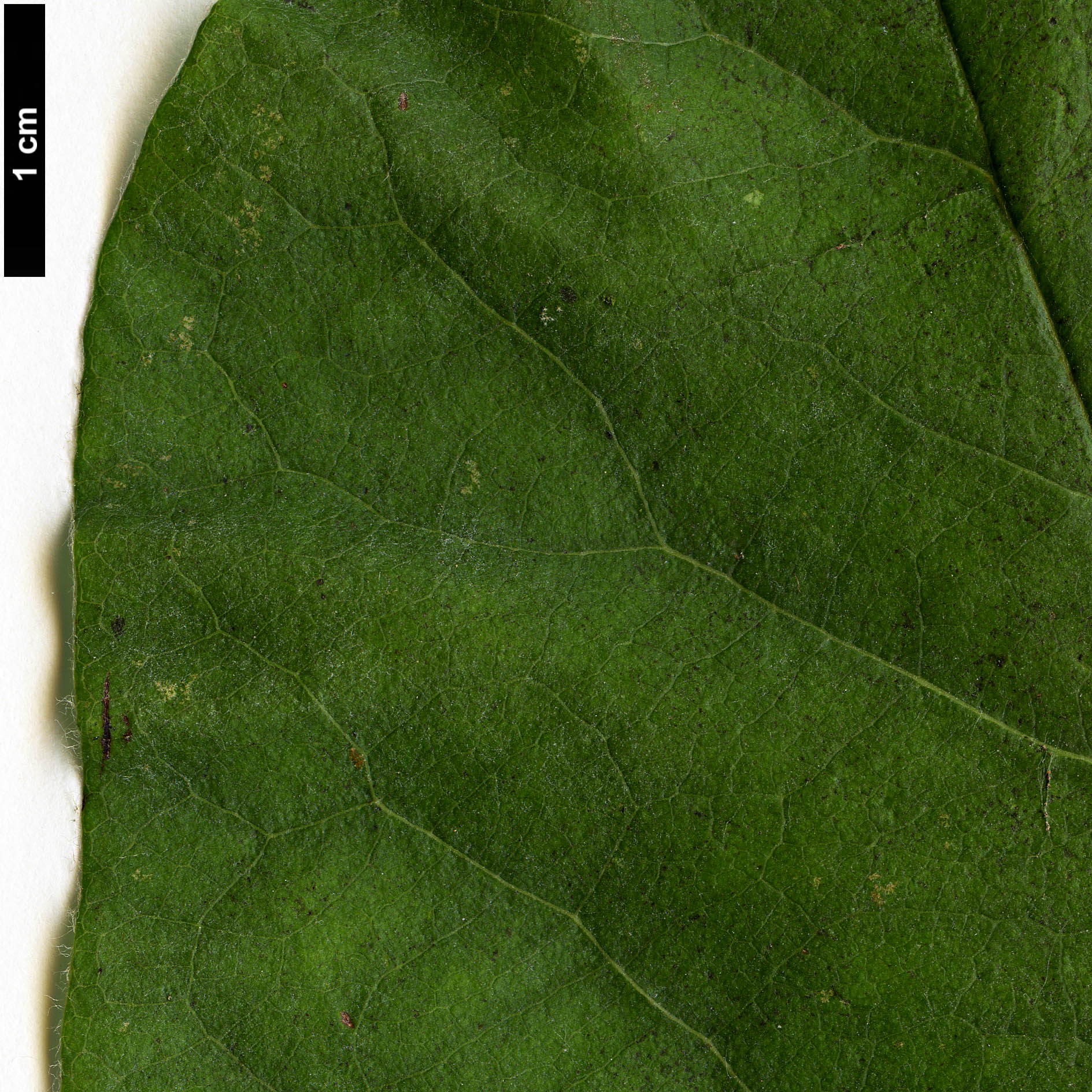 High resolution image: Family: Rosaceae - Genus: Cydonia - Taxon: oblonga