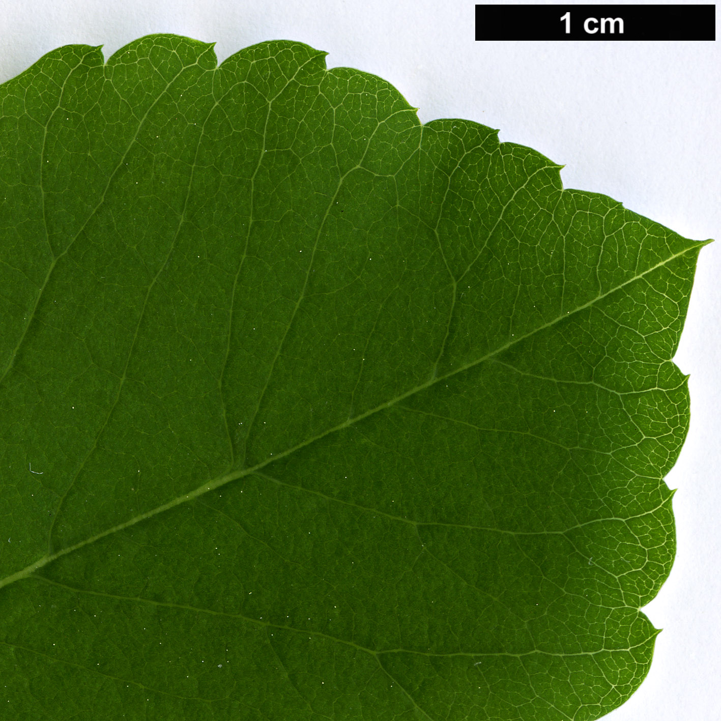 High resolution image: Family: Rosaceae - Genus: Exochorda - Taxon: korolkowii