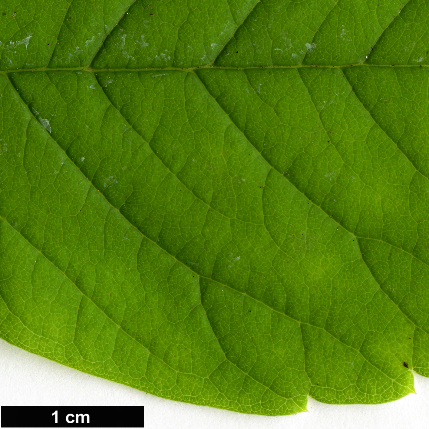 High resolution image: Family: Rosaceae - Genus: Exochorda - Taxon: serratifolia High resolution image: Family: Rosaceae - Genus: Exochorda - Taxon: serratifolia