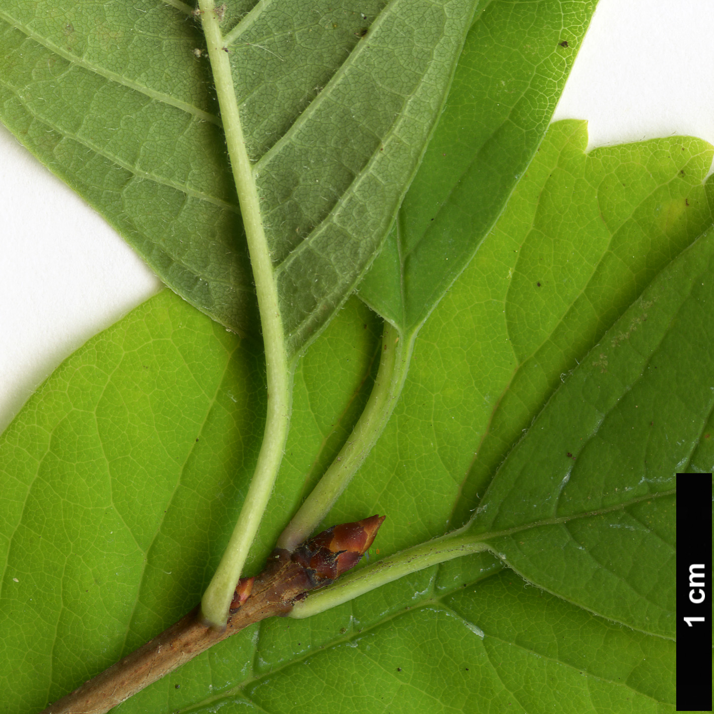 High resolution image: Family: Rosaceae - Genus: Exochorda - Taxon: serratifolia High resolution image: Family: Rosaceae - Genus: Exochorda - Taxon: serratifolia