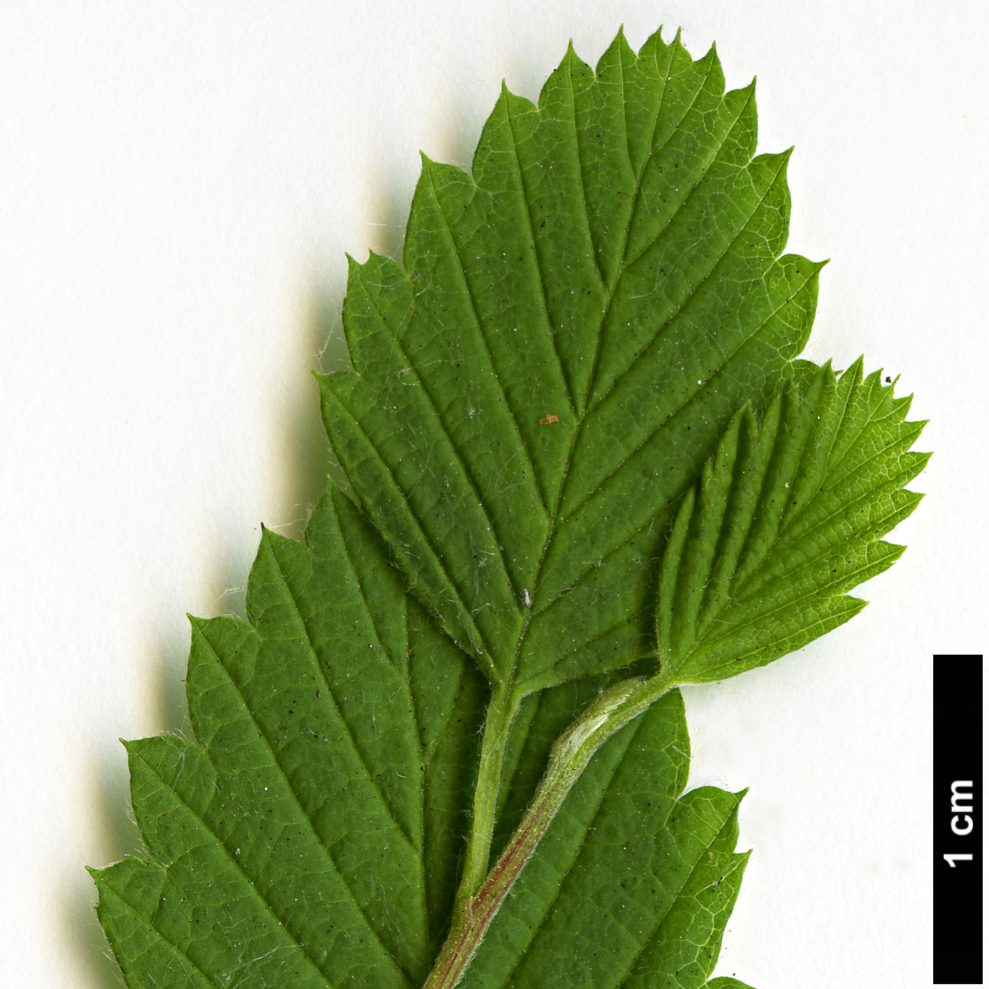 High resolution image: Family: Rosaceae - Genus: Holodiscus - Taxon: discolor