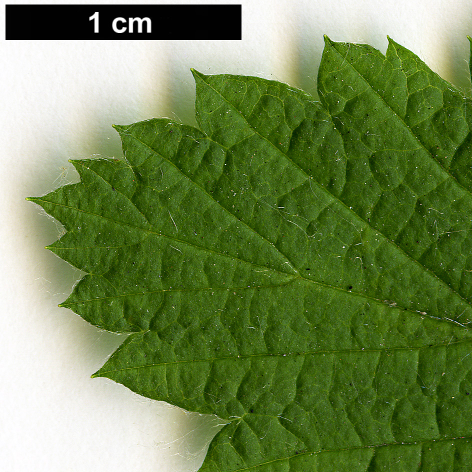 High resolution image: Family: Rosaceae - Genus: Holodiscus - Taxon: discolor