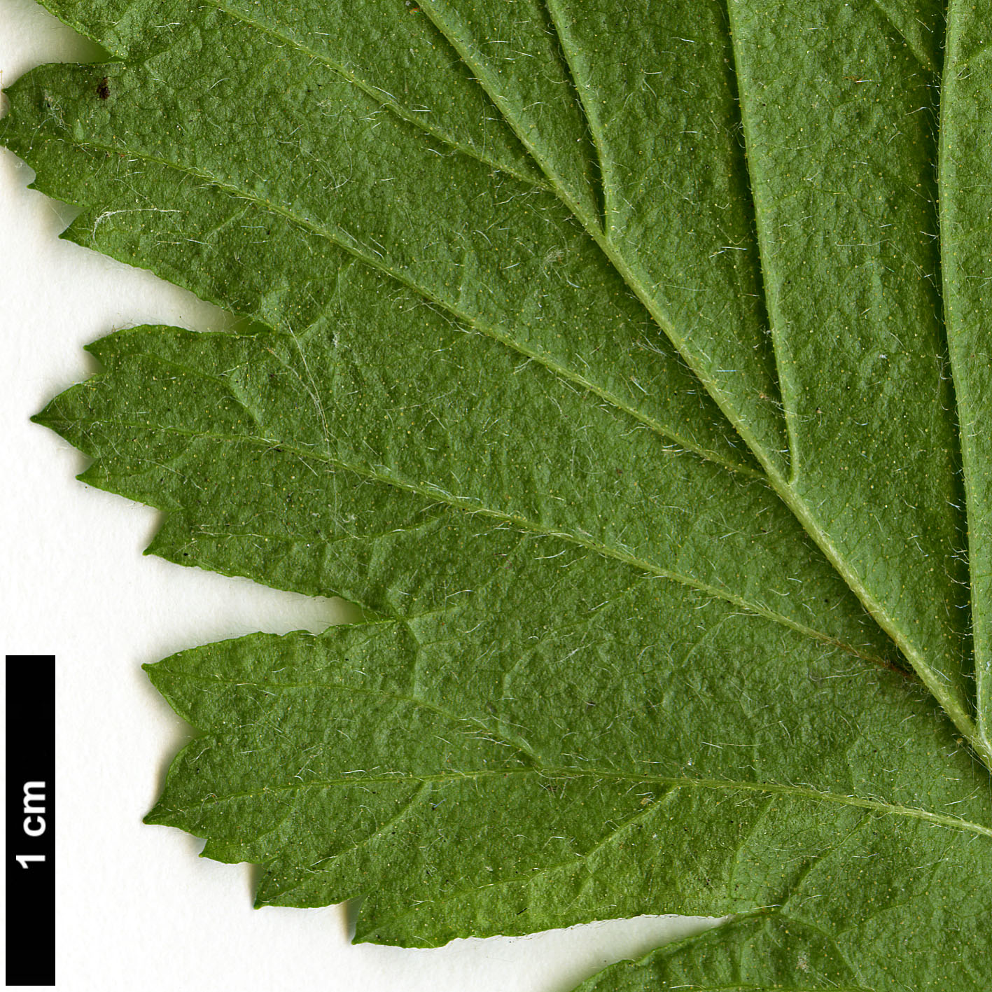 High resolution image: Family: Rosaceae - Genus: Holodiscus - Taxon: discolor