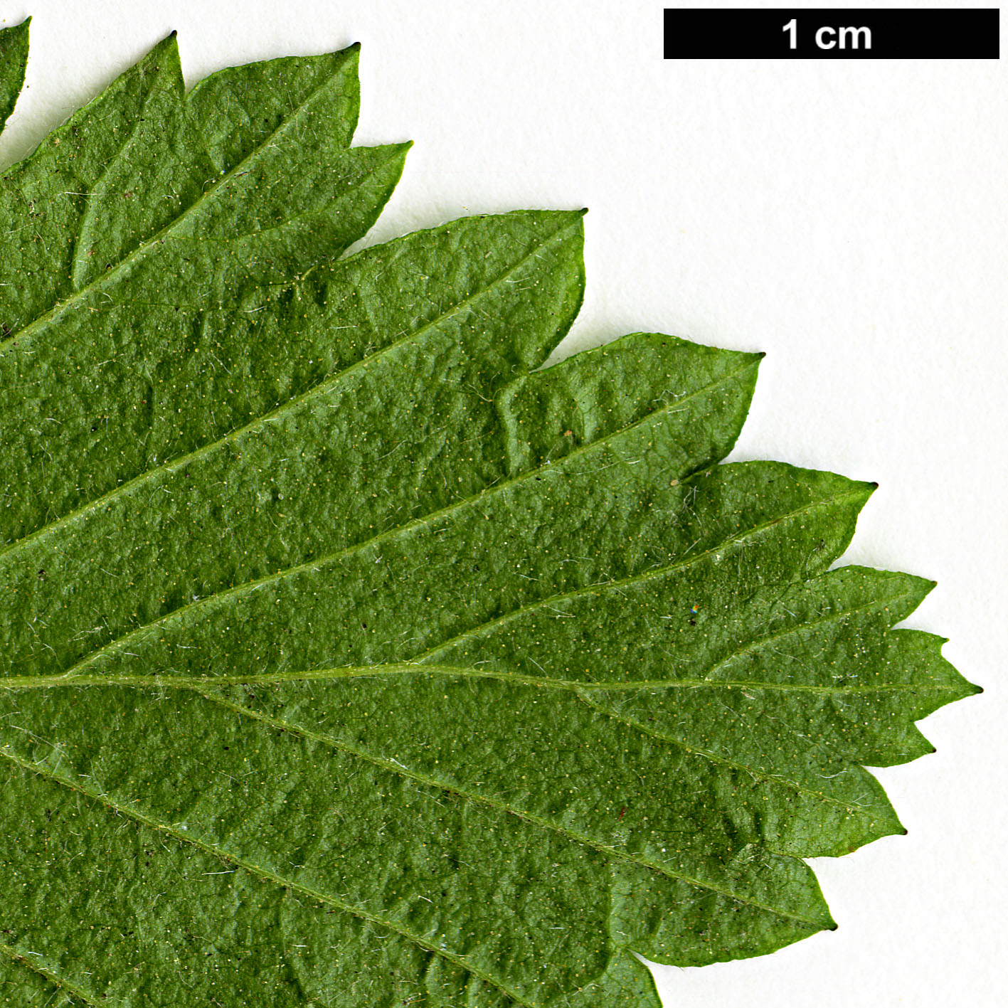 High resolution image: Family: Rosaceae - Genus: Holodiscus - Taxon: discolor