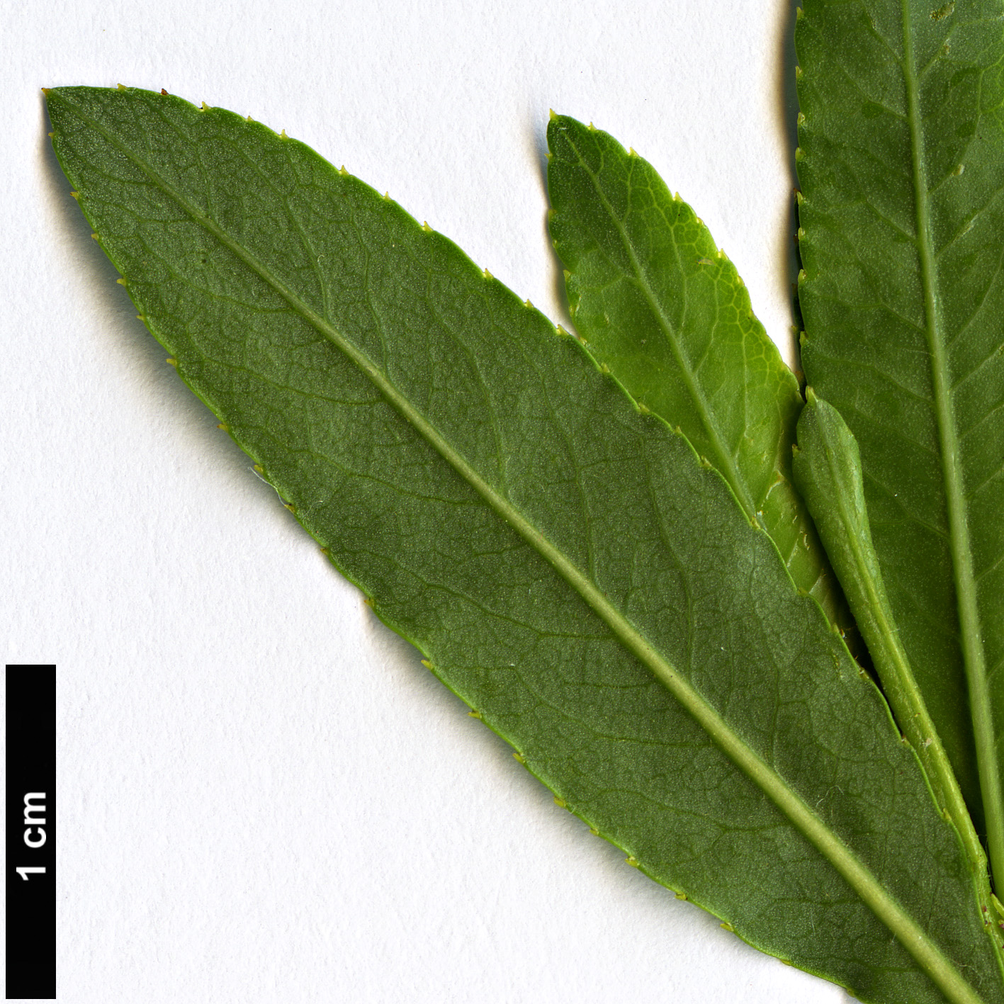 High resolution image: Family: Rosaceae - Genus: Kageneckia - Taxon: lanceolata