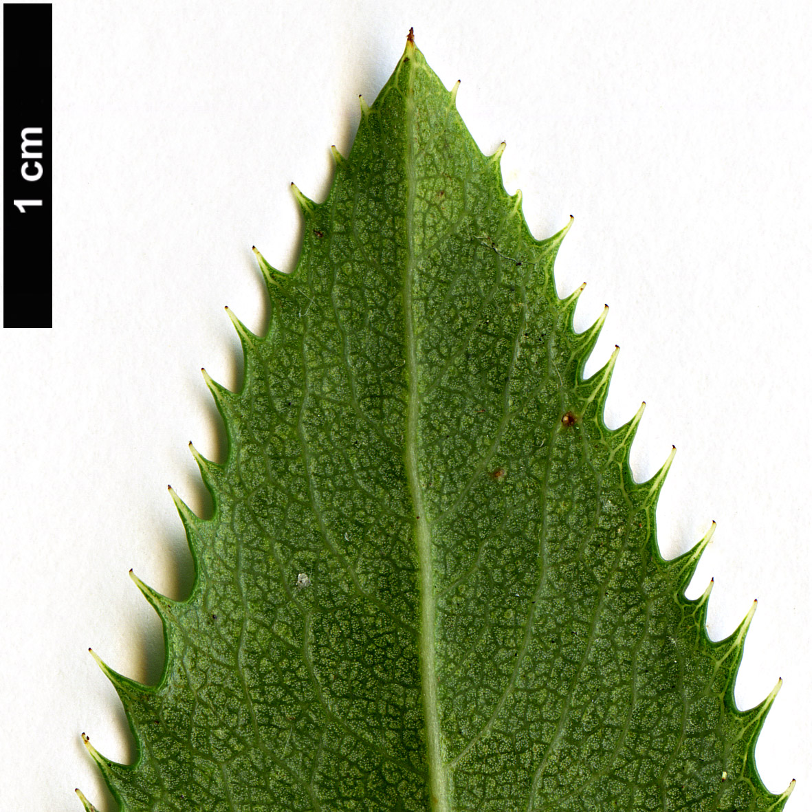 High resolution image: Family: Rosaceae - Genus: Kageneckia - Taxon: oblonga High resolution image: Family: Rosaceae - Genus: Kageneckia - Taxon: oblonga