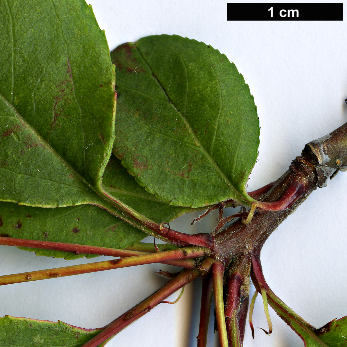 High resolution image: Family: Rosaceae - Genus: Malus - Taxon: halliana