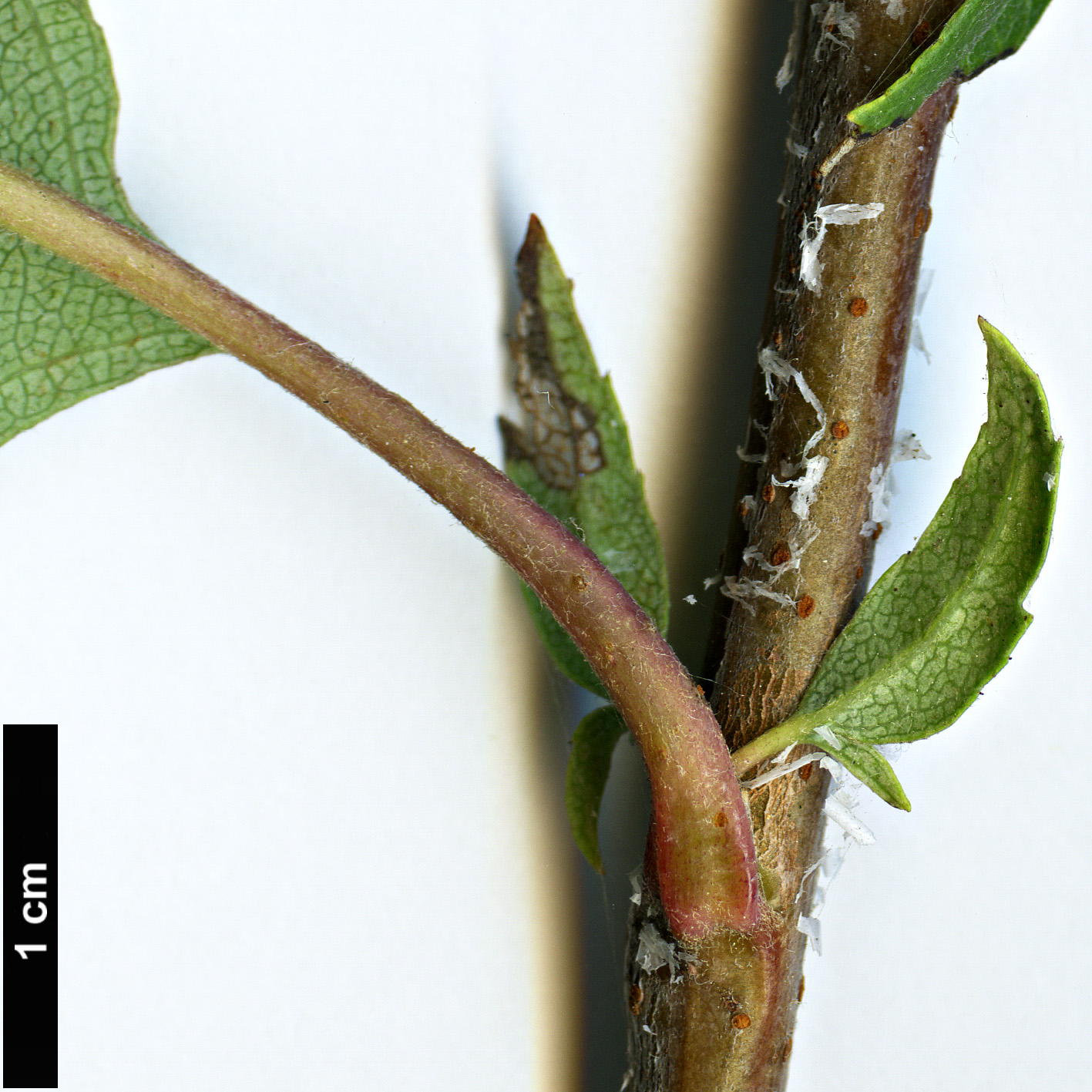 High resolution image: Family: Rosaceae - Genus: Malus - Taxon: mandshurica High resolution image: Family: Rosaceae - Genus: Malus - Taxon: mandshurica