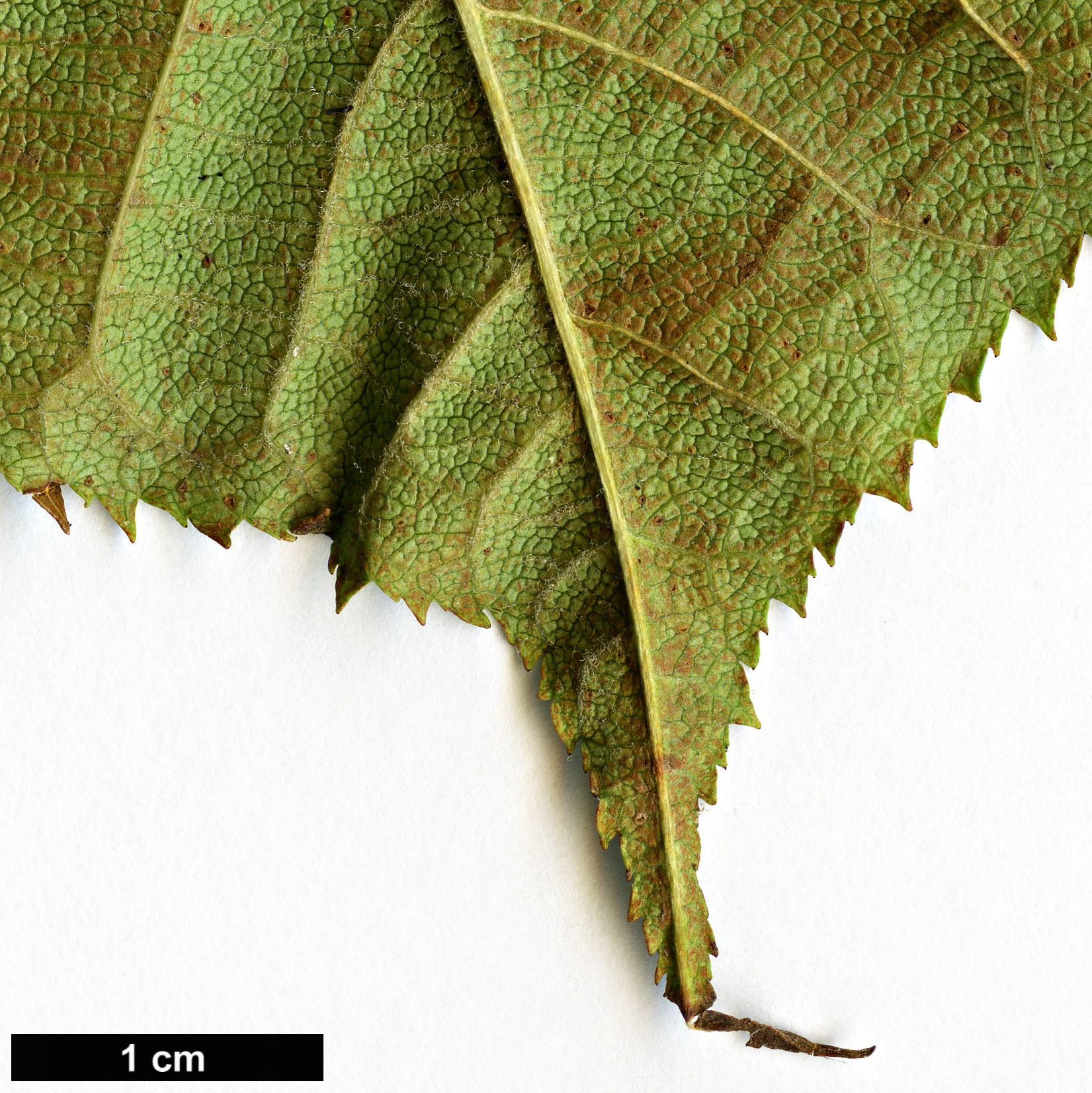 High resolution image: Family: Rosaceae - Genus: Malus - Taxon: prattii High resolution image: Family: Rosaceae - Genus: Malus - Taxon: prattii