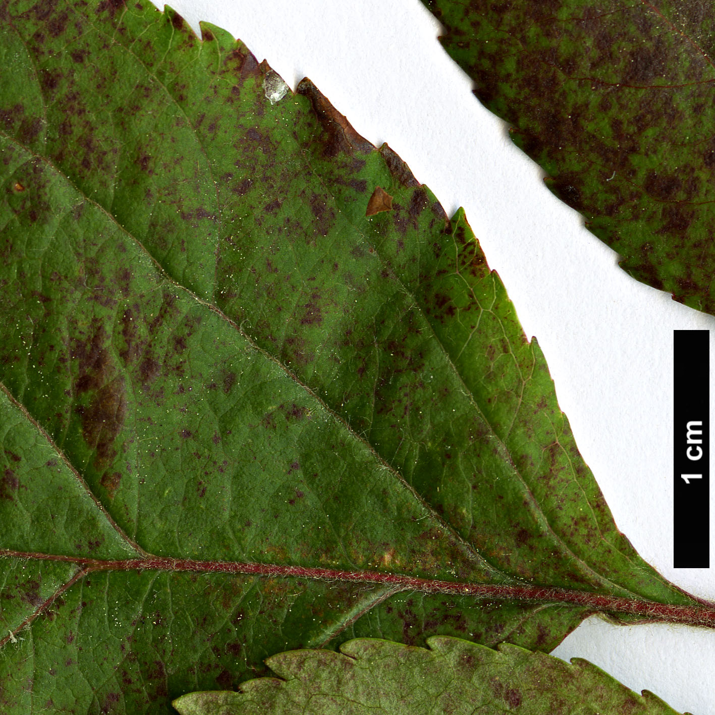 High resolution image: Family: Rosaceae - Genus: Malus - Taxon: sieversii