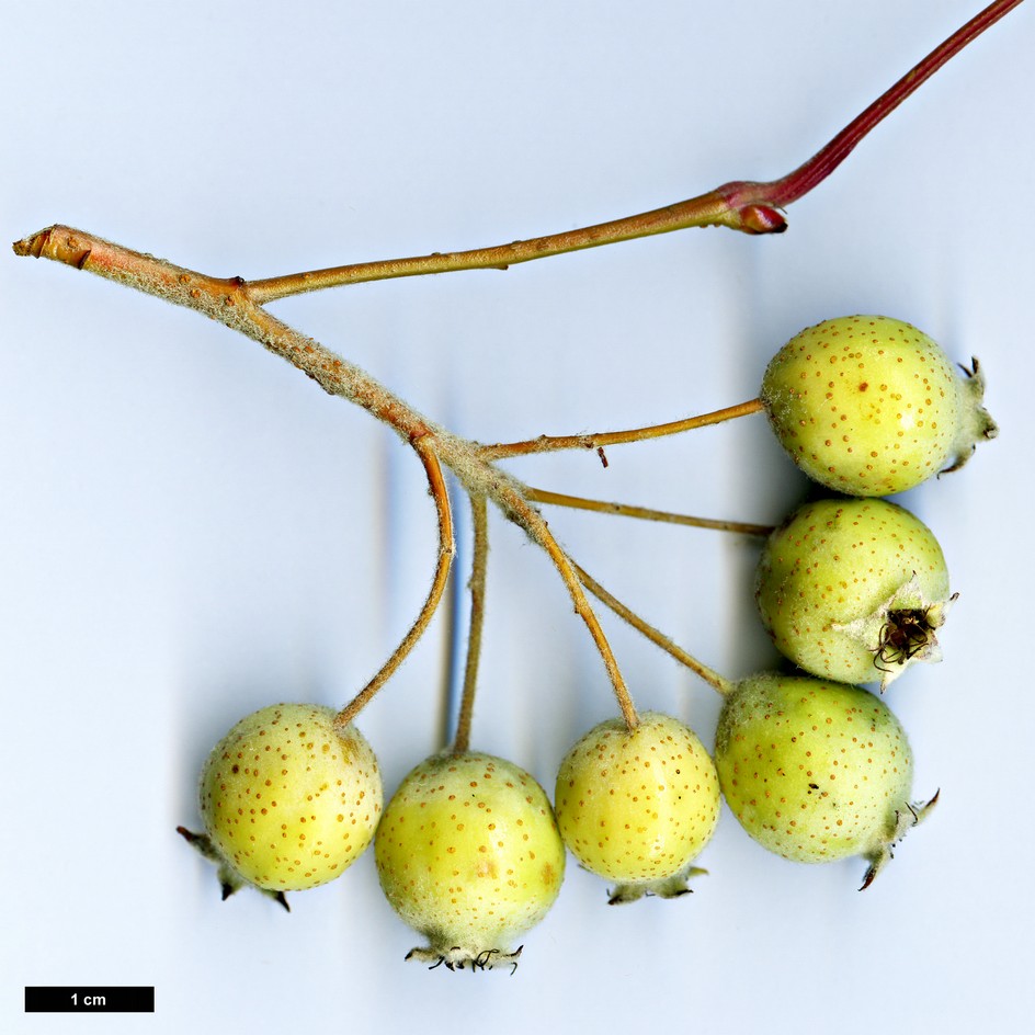 High resolution image: Family: Rosaceae - Genus: Malus - Taxon: yunnanensis High resolution image: Family: Rosaceae - Genus: Malus - Taxon: yunnanensis