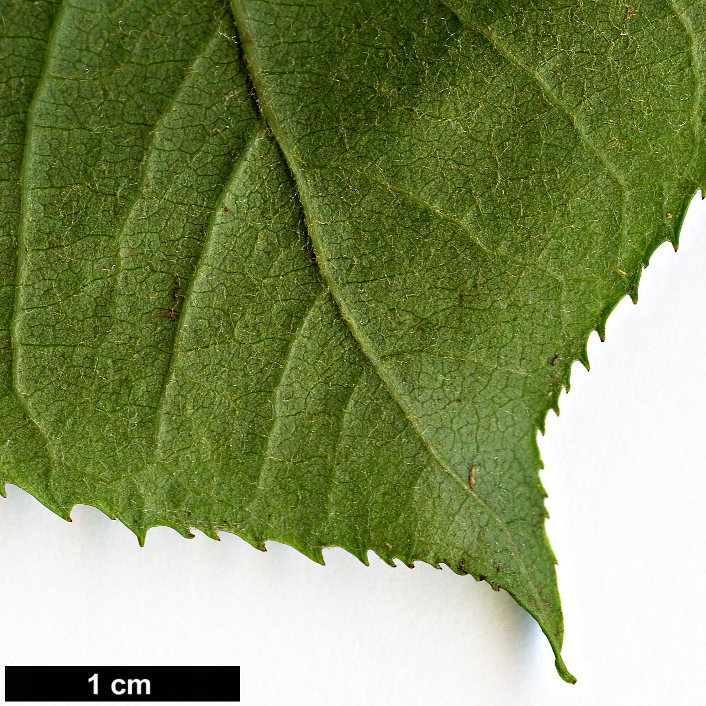 High resolution image: Family: Rosaceae - Genus: Photinia - Taxon: beauverdiana