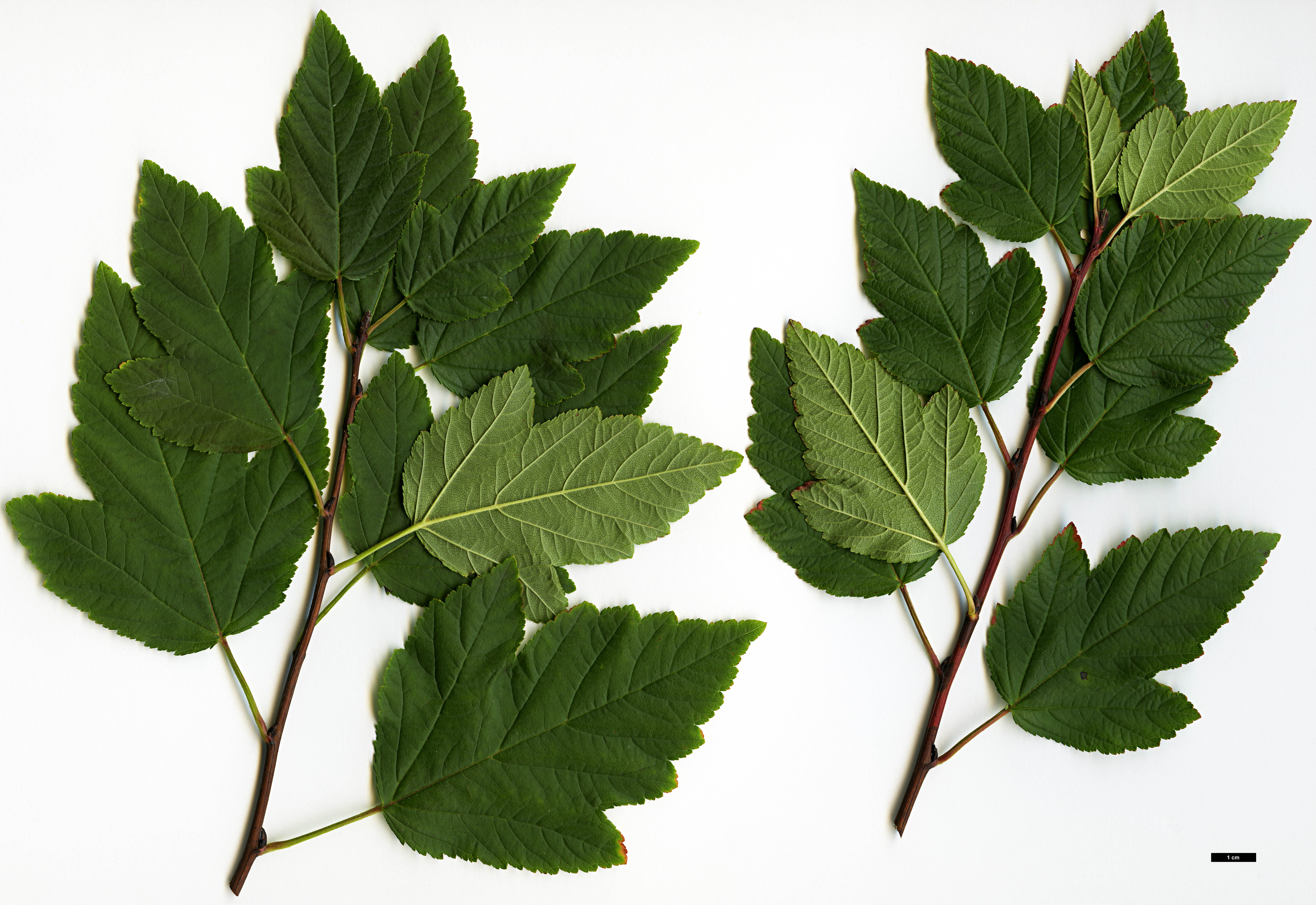 High resolution image: Family: Rosaceae - Genus: Physocarpus - Taxon: opulifolius