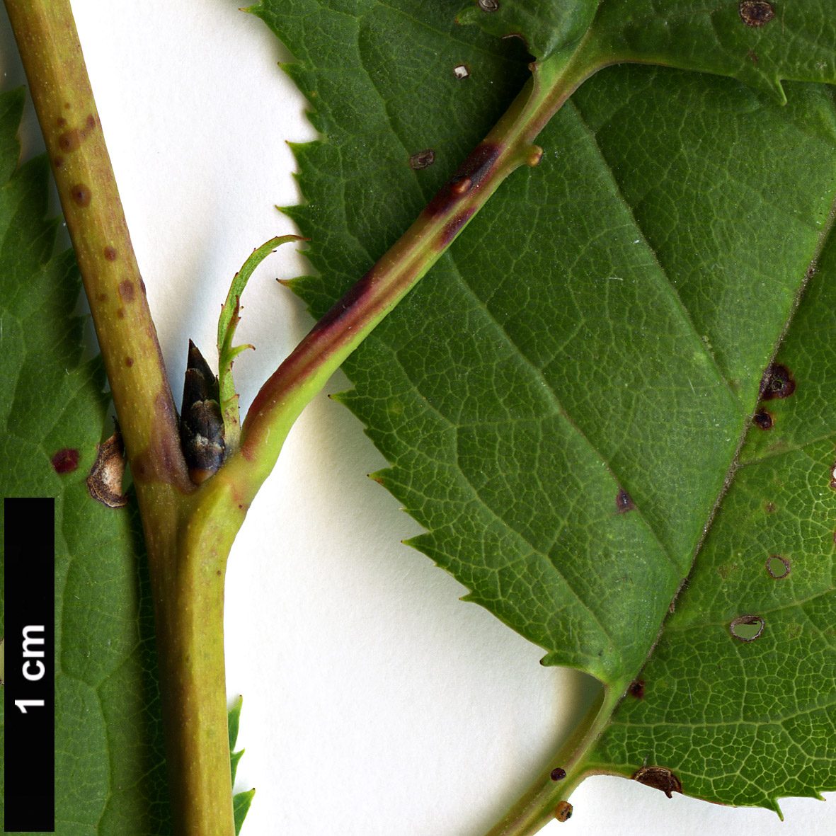 High resolution image: Family: Rosaceae - Genus: Prunus - Taxon: brigantina