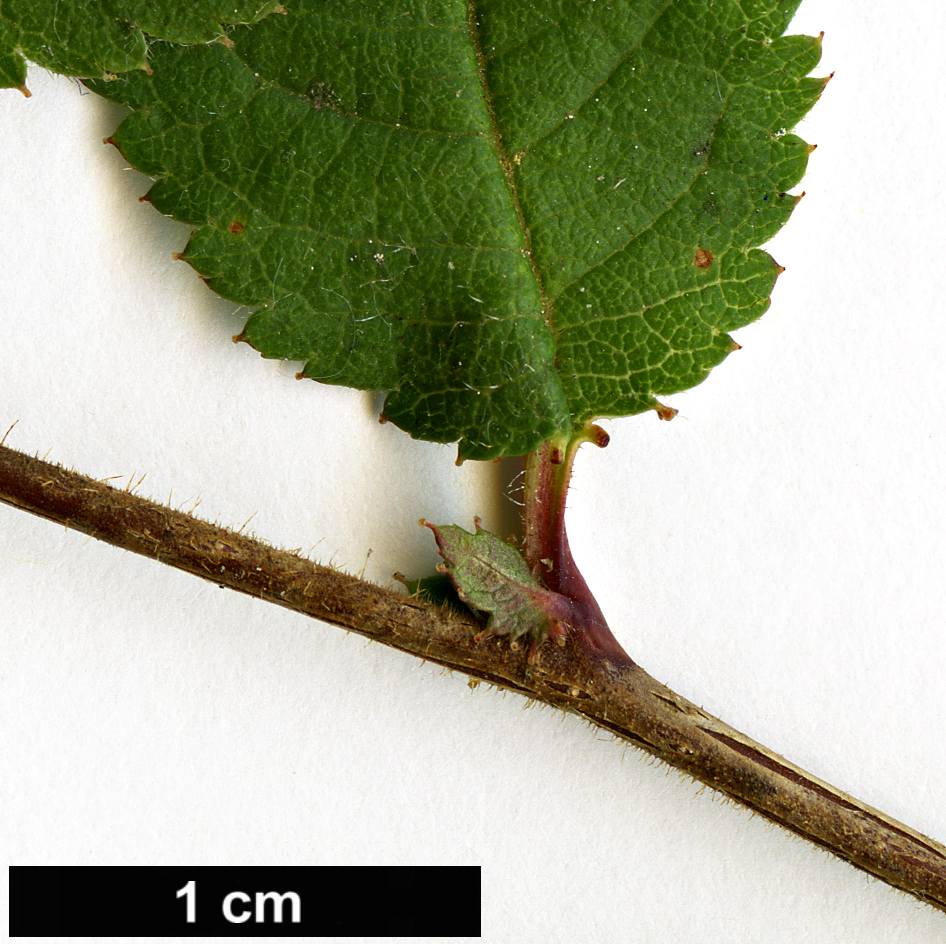 High resolution image: Family: Rosaceae - Genus: Prunus - Taxon: canescens High resolution image: Family: Rosaceae - Genus: Prunus - Taxon: canescens