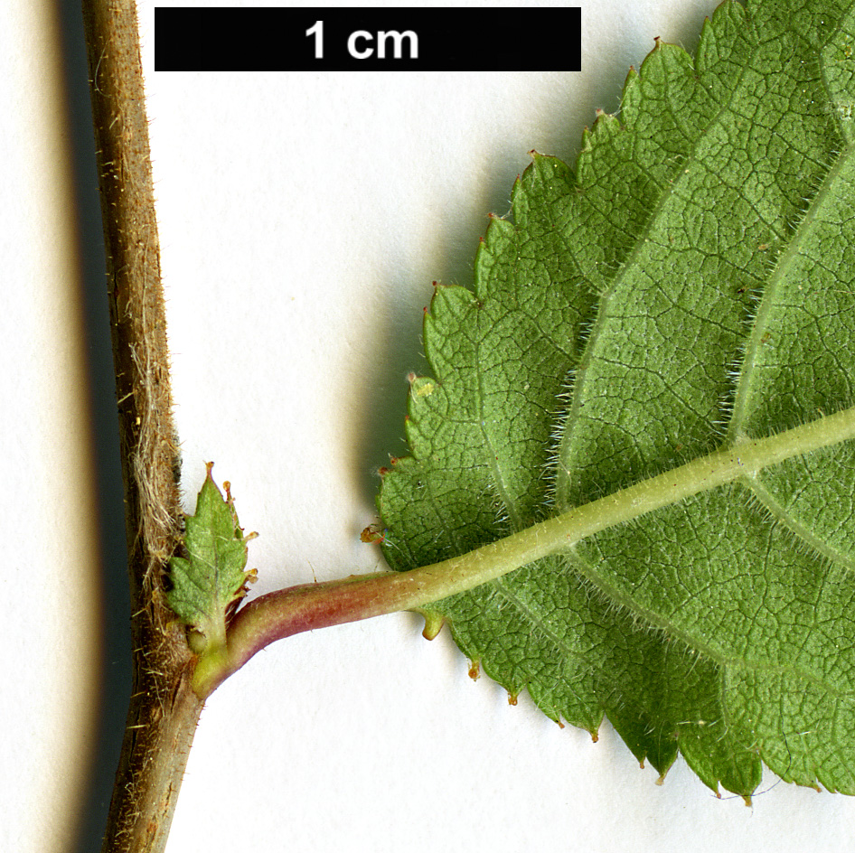 High resolution image: Family: Rosaceae - Genus: Prunus - Taxon: canescens High resolution image: Family: Rosaceae - Genus: Prunus - Taxon: canescens